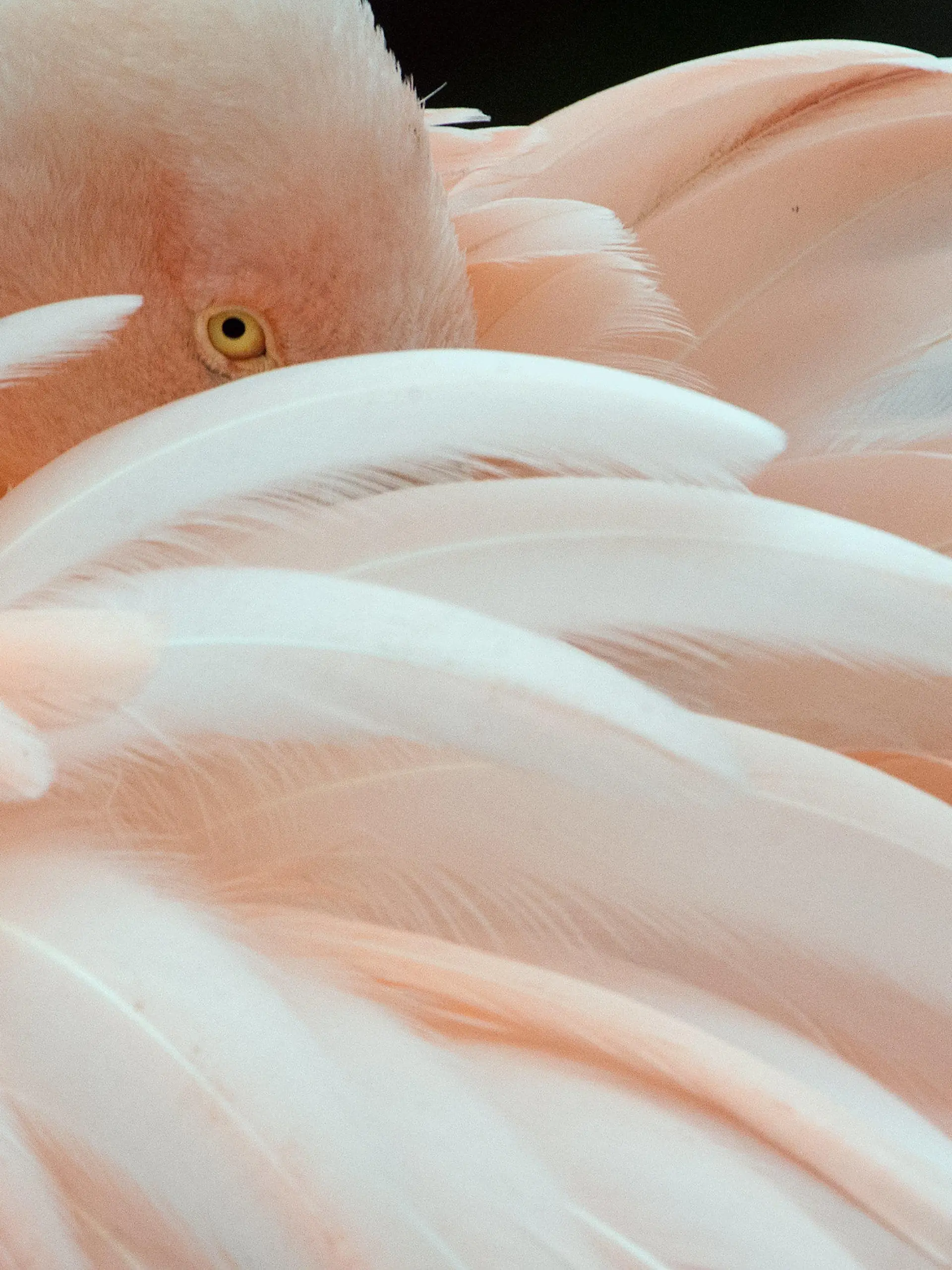 ARCHIV - Eingehüllt in ihr Federleid trotzt ein Flamingo am 22.01.2014 im Zoo von Frankfurt am Main den niedrigen Temperaturen. Unbekannte haben 15 Flamingos im Frankfurter Zoo getötet. Foto: Boris Roessler/dpa (zu dpa "Unbekannte töten 15 Flamingos im Frankfurter Zoo" vom 23.03.2014) +++(c) dpa - Bildfunk+++