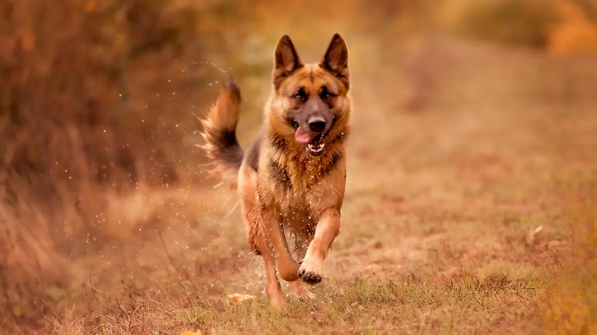 Beautiful young german shepherd dog running action, outdoors