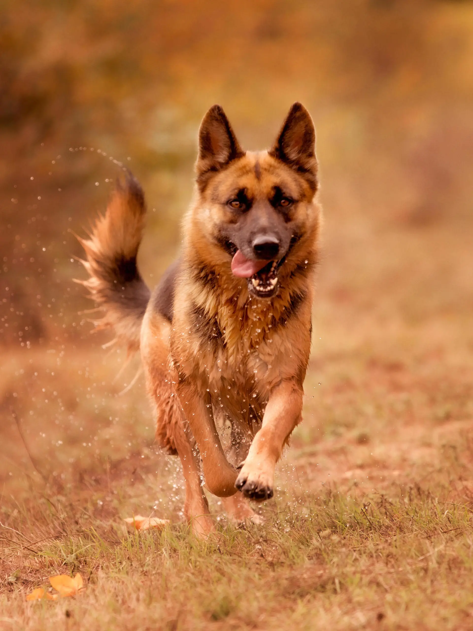 Beautiful young german shepherd dog running action, outdoors