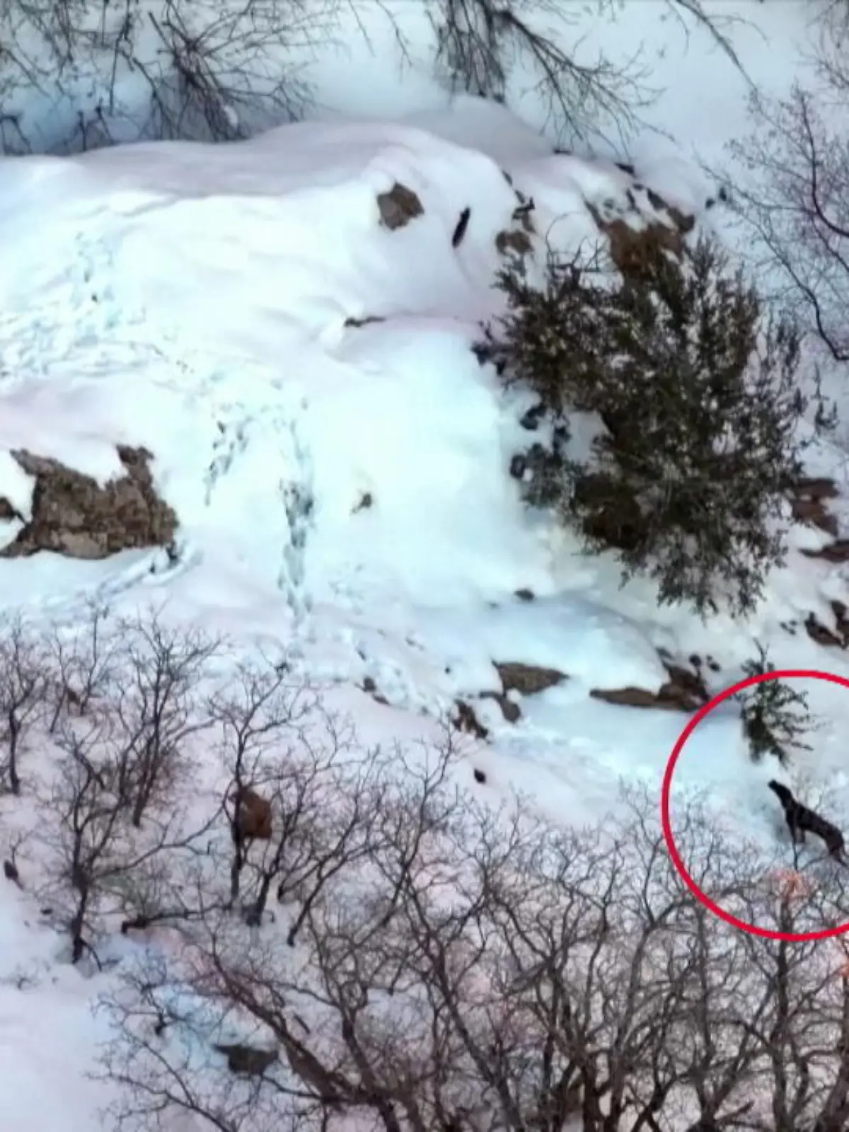 Hündin Nala hat etwas erlebt, was sonst nur ihren Wilden Artgenossen passiert. Sie hat eine Nacht auf einem verschneiten Berg verbracht – und das ganz alleine! Beim Wandern mit ihren Haltern erschrickt sie und rennt panisch davon. Herrchen und Frauchen schaffen es nicht, Nala vor Sonnenuntergang wiederzufinden.