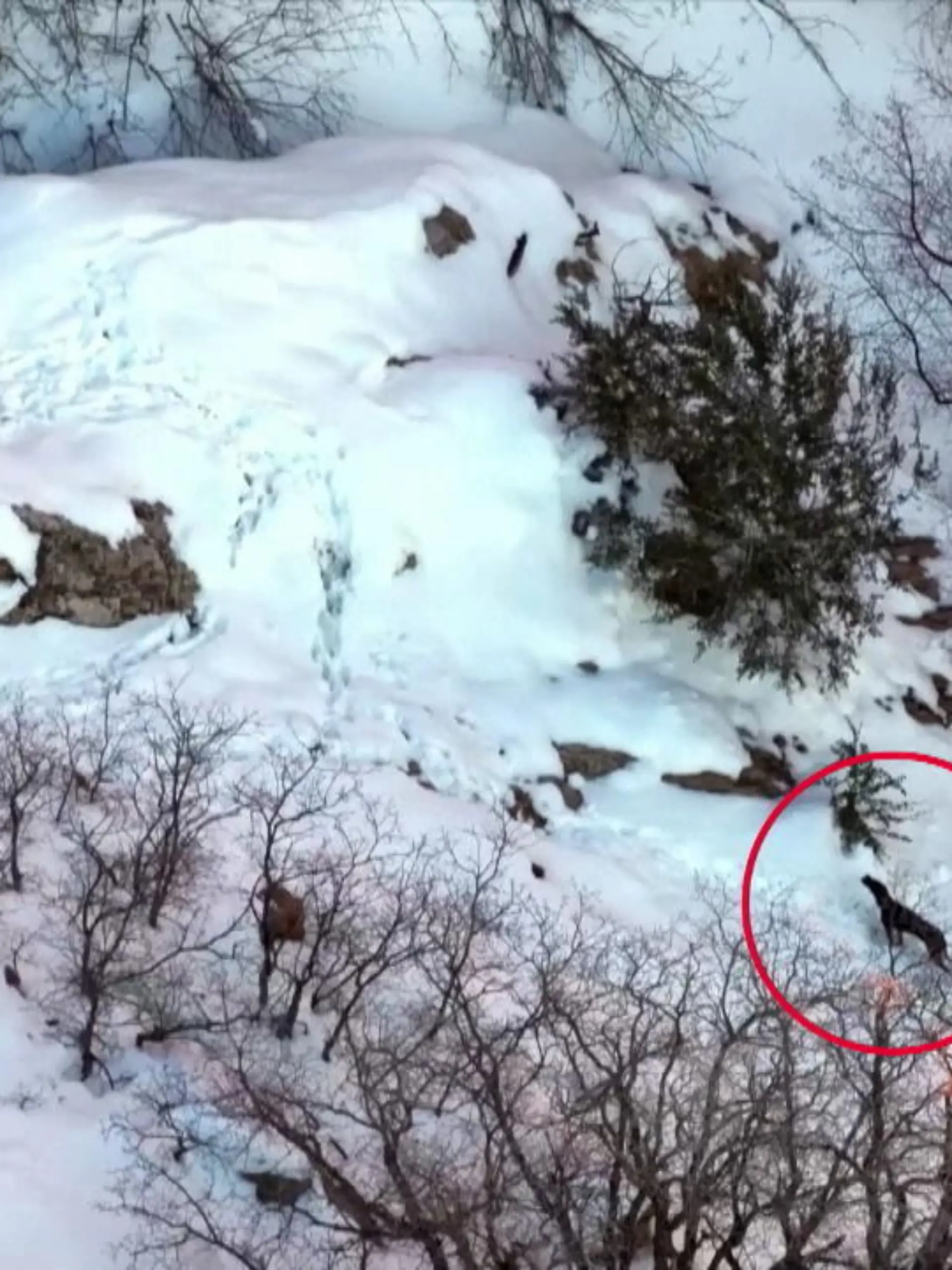Hündin Nala hat etwas erlebt, was sonst nur ihren Wilden Artgenossen passiert. Sie hat eine Nacht auf einem verschneiten Berg verbracht – und das ganz alleine! Beim Wandern mit ihren Haltern erschrickt sie und rennt panisch davon. Herrchen und Frauchen schaffen es nicht, Nala vor Sonnenuntergang wiederzufinden.