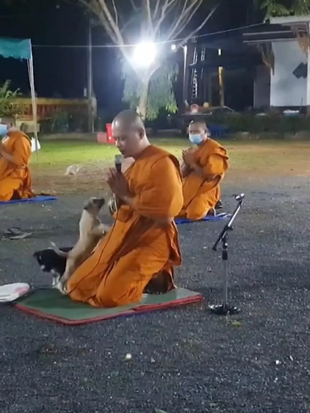 Das Beten ist bei buddhistischen Mönchen eine extrem spirituelle und private Erfahrung - da kann man ein paar neugierige Hundewelpen überhaupt nicht gebrauchen!
Sauer sein kann man den süßen Hunden aber auch nicht - schließlich wollen sie einfach nur spielen.