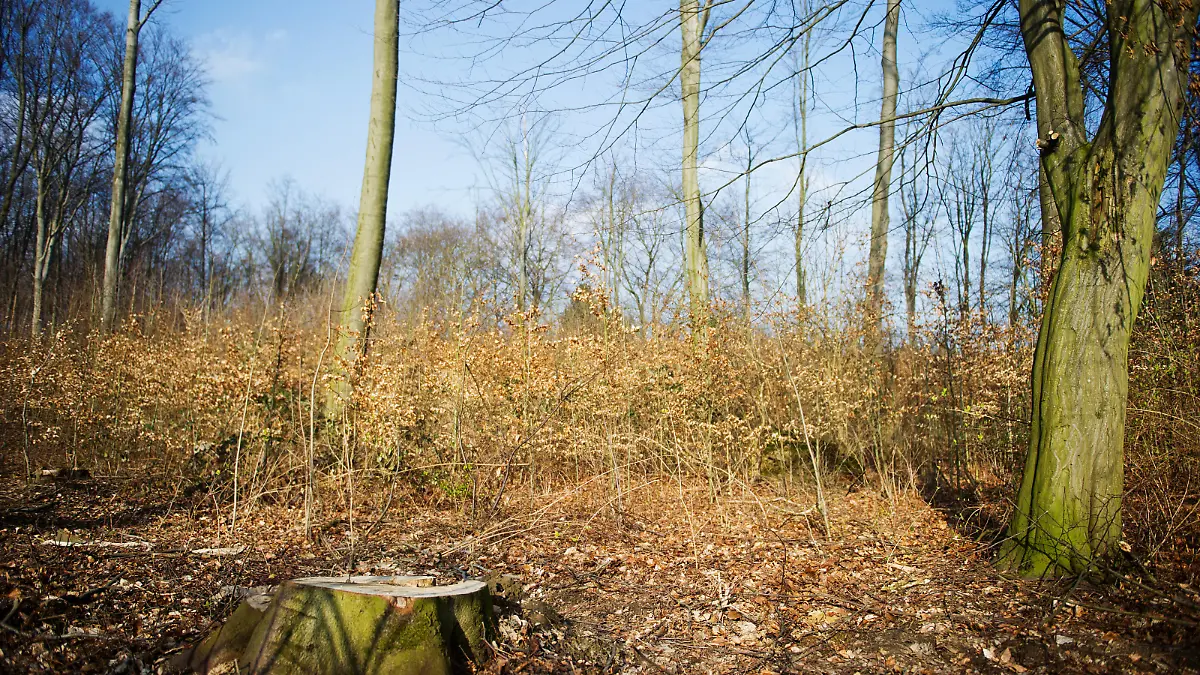 Der Fundort einer Baby-Leiche, aufgenommen am 05.03.2014 in einem Wald bei Krefeld (Nordrhein-Westfalen). In einem Wald bei Krefeld wurde im Unterholz die Leiche eines Säuglings in einer Plastiktüte von dem Hund eines Spaziergängers gefunden. Foto: Jan-Philipp Strobel/dpa