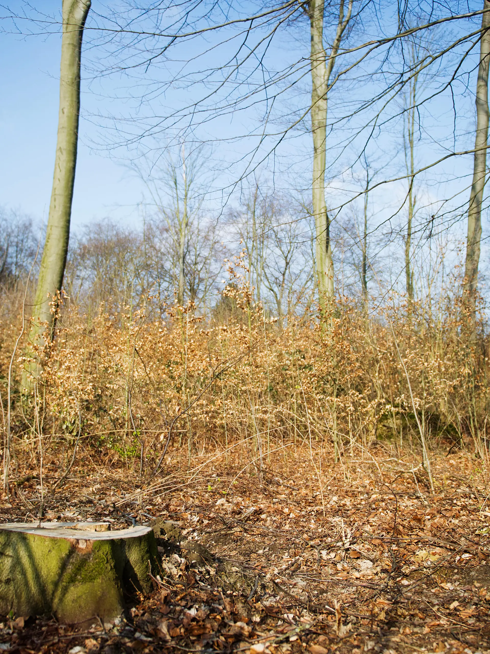 Der Fundort einer Baby-Leiche, aufgenommen am 05.03.2014 in einem Wald bei Krefeld (Nordrhein-Westfalen). In einem Wald bei Krefeld wurde im Unterholz die Leiche eines Säuglings in einer Plastiktüte von dem Hund eines Spaziergängers gefunden. Foto: Jan-Philipp Strobel/dpa