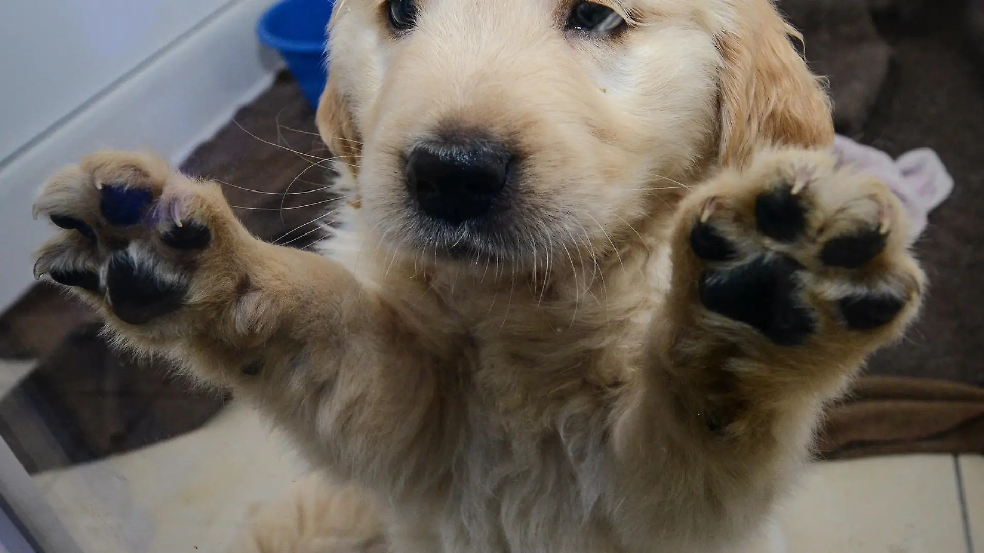 Golden Retriever-Welpen, die aus einem Tiertransporter gerettet wurden, spielen am 04.03.2014 in einem Tierheim in Nürnberg (Bayern). Zollbeamte haben in Nürnberg einen Welpentransport aus Osteuropa überprüft und 77 Tiere sichergestellt. Foto: David Ebener/dpa (zu dpa-lby «77 Welpen aus Tiertransporter gerettet» vom 04.03.2014) +++(c) dpa - Bildfunk+++