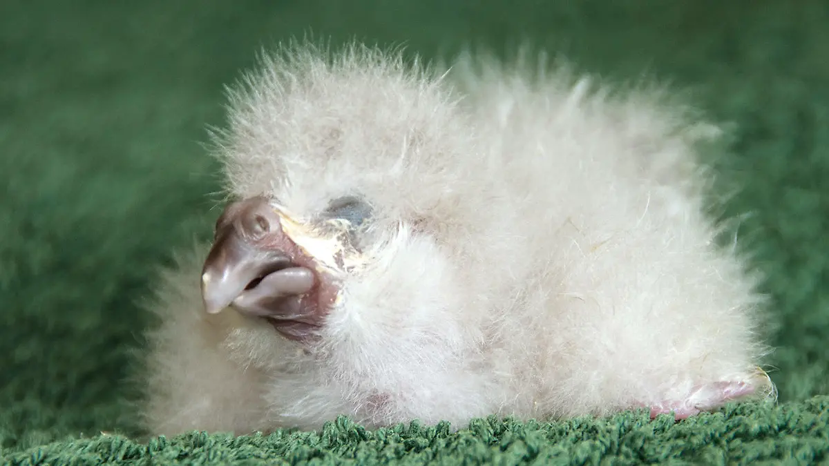 HANDOUT - Ein Kakapo Küken sitzt am 28.02.2014 in Codfish, Neuseeland, auf einem grünen Handtuch. Das Ei des sehr seltenen Vogels war aus dem Nest gefallen und von dem Ranger gefunden worden. Dieser klebte es mit Klebeband wieder zusammen und wenige Tage später schlüpfte das Küken wohlbehalten aus.   Foto: Andrew Digby/Department of Conservation Murihiku/dpa   (zu dpa 'Ranger klebt Papageien-Ei: höchst seltener Kakapo geschlüpft' vom 03.03.2014 - ACHTUNG: Nur zur redaktionellen Verwendung bei vollständiger Quellenangabe 'Andrew Digby/Department of Conservation Murihiku/dpa') +++(c) dpa - Bildfunk+++