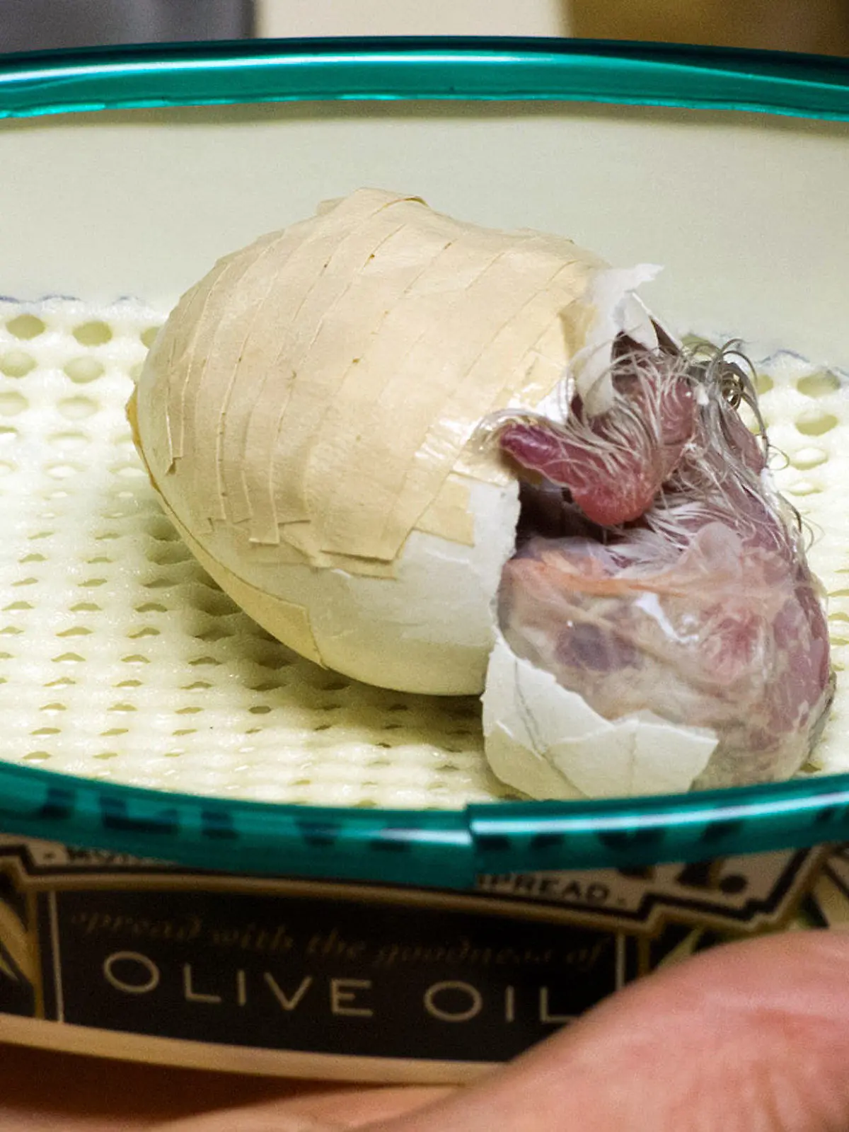 HANDOUT - Ein Kakapo Küken arbeitet sich am 28.02.2014 in Codfish, Neuseeland, aus seiner Eierschale, die von einem Ranger geklebt wurde. Das Ei des sehr seltenen Vogels war aus dem Nest gefallen und von dem Ranger gefunden worden. Dieser klebte es mit Klebeband wieder zusammen und wenige Tage später schlüpfte das Küken wohlbehalten aus.   Foto: Andrew Digby/Department of Conservation Murihiku/dpa   (zu dpa 'Ranger klebt Papageien-Ei: höchst seltener Kakapo geschlüpft' vom 03.03.2014 - ACHTUNG: Nur zur redaktionellen Verwendung bei vollständiger Quellenangabe 'Andrew Digby/Department of Conservation Murihiku/dpa') +++(c) dpa - Bildfunk+++