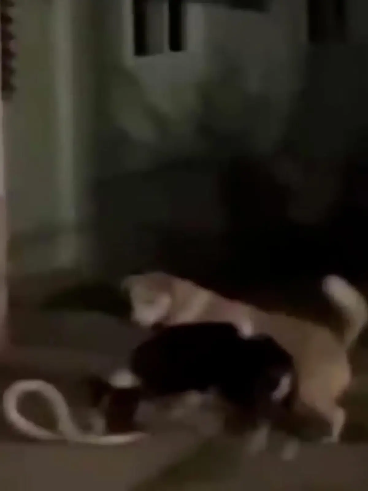 In Thailand schleicht sich eine Kobra auf das Grundstück einer Familie. Doch sie hat die Rechnung ohne Fah, der Familienhündin, gemacht. Denn sie greift den Eindringling sofort an. Minutenlang kämpfen beide gegeneinander, bis schließlich Menschen dazwischen gehen. Doch das Gift der Schlange gelangt in Fahs Körper und sie kollabiert. Auf dem Weg zum Tierarzt verstirbt die Hündin schließlich.