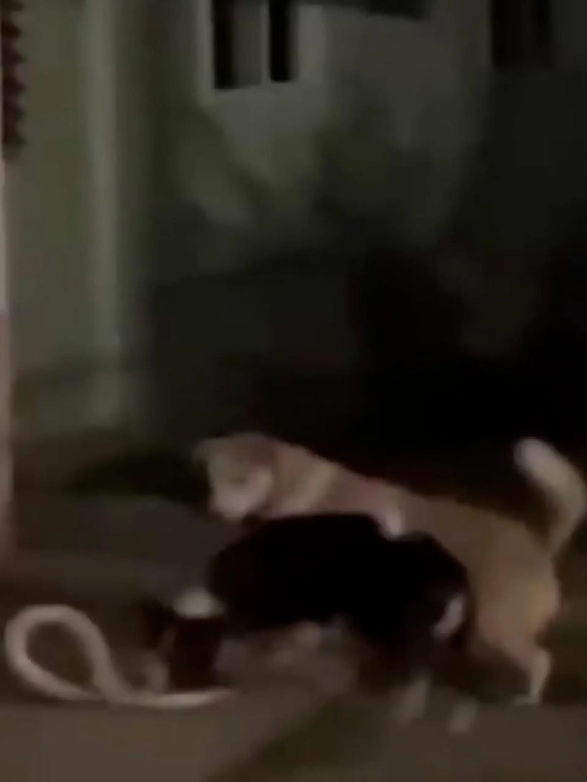 In Thailand schleicht sich eine Kobra auf das Grundstück einer Familie. Doch sie hat die Rechnung ohne Fah, der Familienhündin, gemacht. Denn sie greift den Eindringling sofort an. Minutenlang kämpfen beide gegeneinander, bis schließlich Menschen dazwischen gehen. Doch das Gift der Schlange gelangt in Fahs Körper und sie kollabiert. Auf dem Weg zum Tierarzt verstirbt die Hündin schließlich.