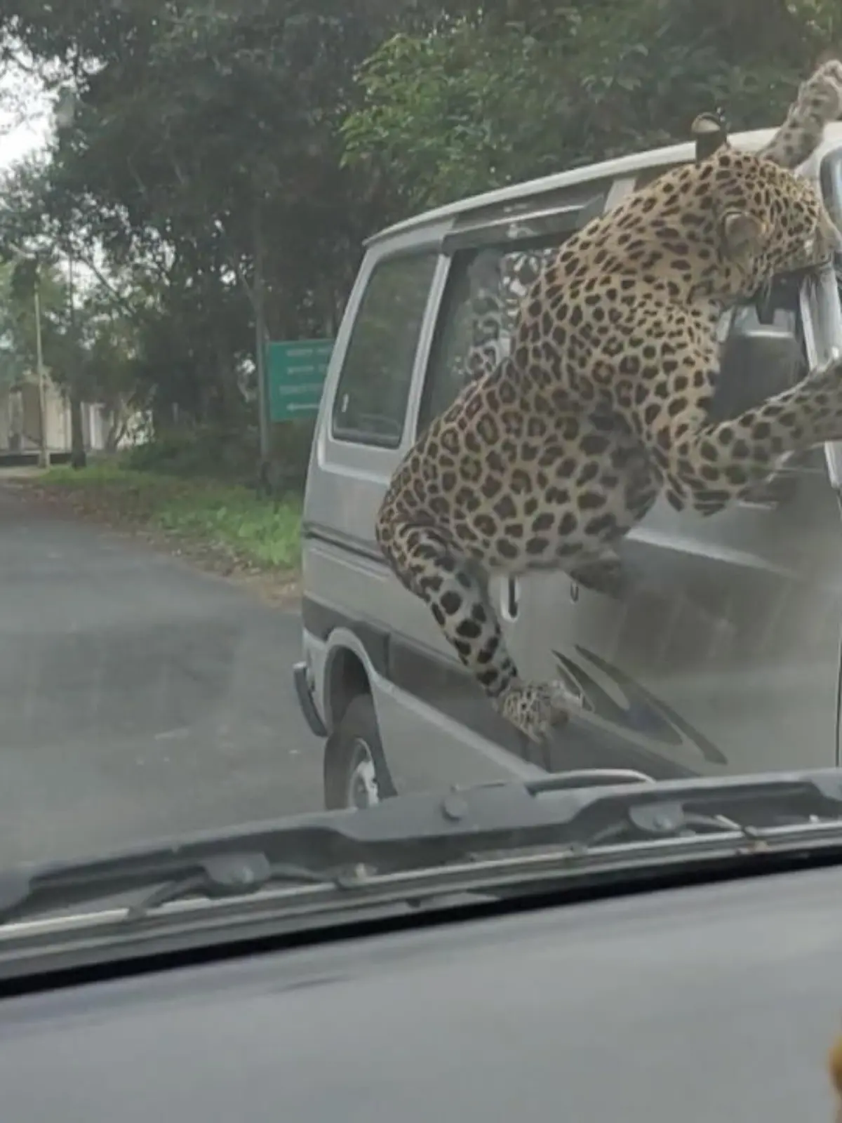 Insgesamt 13 Menschen soll der wilde Leopard auf seinem Weg durch das indische Jorhat verletzt haben. Die örtlichen Waldhüter gehen davon aus, dass er aus dem benachbarten Gibbon Wildtier-Reservat geflohen ist.