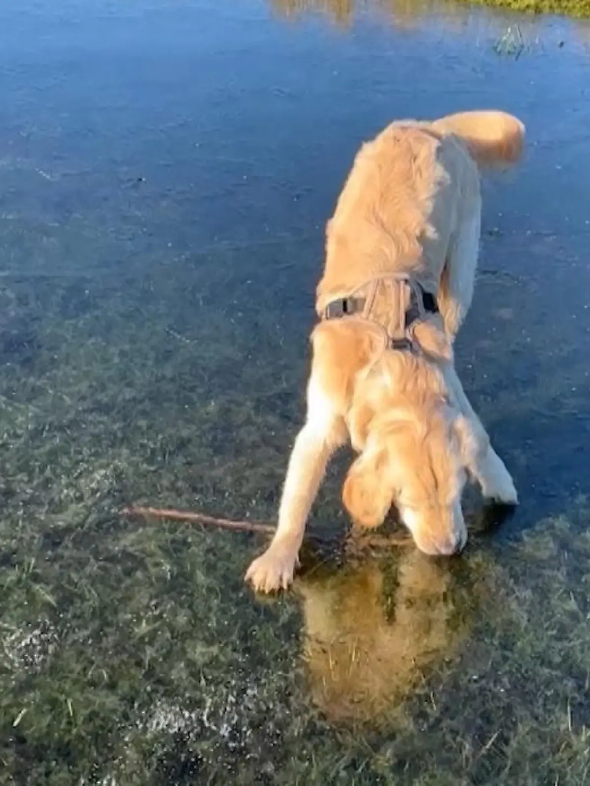 Die meisten Hunde lieben Wasser – sei es zum Trinken oder um darin zu baden. Die wenigsten Hunde kennen allerdings das Gefühl, auf einem zugefrorenen See zu laufen, oder sogar ein Stöckchen unter der Eisschicht zu entdecken. Das ist auch das Problem dieses Golden Retrievers, der im englischen Städchen Berkshire die Augen auf einen ganz bestimmten Stock gerichtet hat. Das Problem ist, dass der zugefroren im Eis feststeckt. Das hindert den Hund aber nicht daran, alles zu geben, das Objekt der Begierde zu befreien.