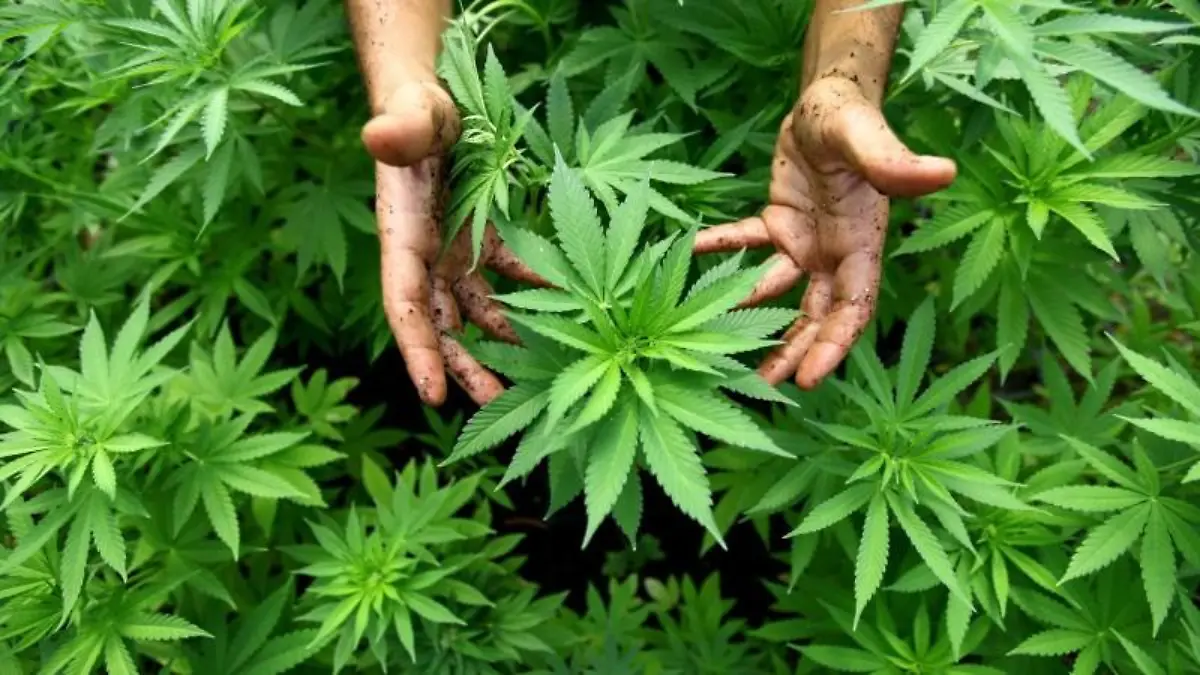 Aus der Cannabis-Pflanze wird die Droge gewonnen.