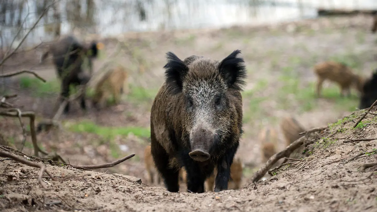 ARCHIV - Wildschweine in einem Waldgebiet im Stadtbezirk Tegel in Berlin, aufgenommen am 05.04.2016. Auch in Schleswig-Holstein wird die Silvesternacht traditionell laut gefeiert. Tiere sind jedoch keine Böller-Fans. (zu dpa «Stiftung: Wildtiere mögen keine Silvester-Böller» vom 29.12.2017) Foto: Gregor Fischer/dpa +++(c) dpa - Bildfunk+++