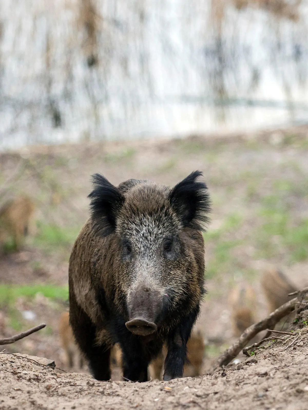 ARCHIV - Wildschweine in einem Waldgebiet im Stadtbezirk Tegel in Berlin, aufgenommen am 05.04.2016. Auch in Schleswig-Holstein wird die Silvesternacht traditionell laut gefeiert. Tiere sind jedoch keine Böller-Fans. (zu dpa «Stiftung: Wildtiere mögen keine Silvester-Böller» vom 29.12.2017) Foto: Gregor Fischer/dpa +++(c) dpa - Bildfunk+++