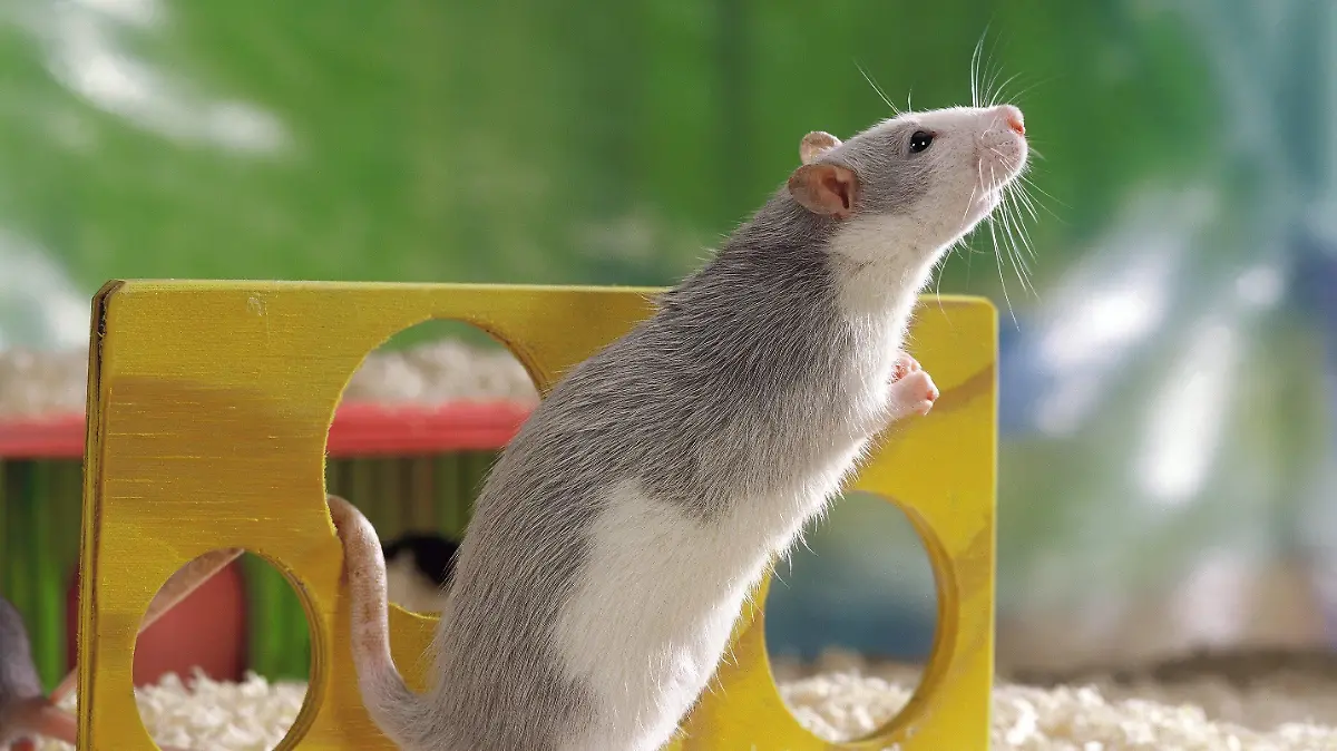 Eine Hausratte der Züchtung Farbschlag Husky steht neben ihrem gelben Spielzeug und streckt sich. Undatiert. (Gesperrt für Ratten-Fachbücher)