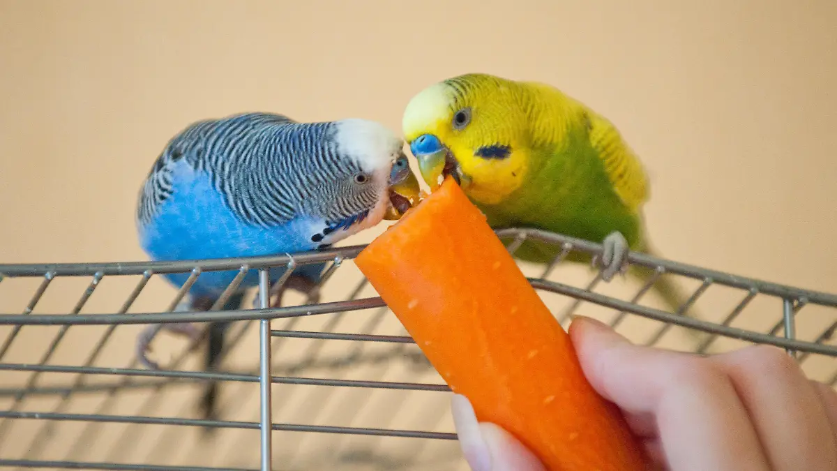 Zum Themendienst-Bericht von Sascha Rettig vom 25. Oktober: Kleine Obst- und Gemüsestücke ergänzen für Wellensittiche das Körnerfutter. (Die Veröffentlichung ist für dpa-Themendienst-Bezieher honorarfrei.) Foto: Andrea Warnecke