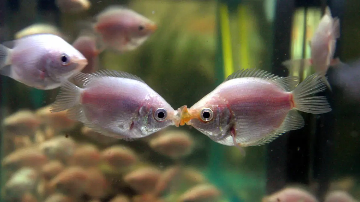 "Küssend" tragen zwei Fische der Art Küssender Gurami in einem Aquarium am 14.2.2005 im Nanjing in der chinesischen Provinz Jiangsu Rivalitäten aus. Die sich küssenden Fische werden in China gerne am Valentinstag verschenkt. Foto: Imaginechina dpa +++(c) dpa - Report+++