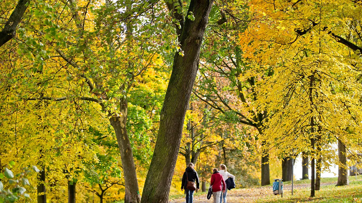 Drei junge Frauen gehen am 17.10.2013 in Nürnberg (Bayern) unter herbstlich gefärbten Bäumen entlang. Foto: Daniel Karmann/dpa +++(c) dpa - Bildfunk+++