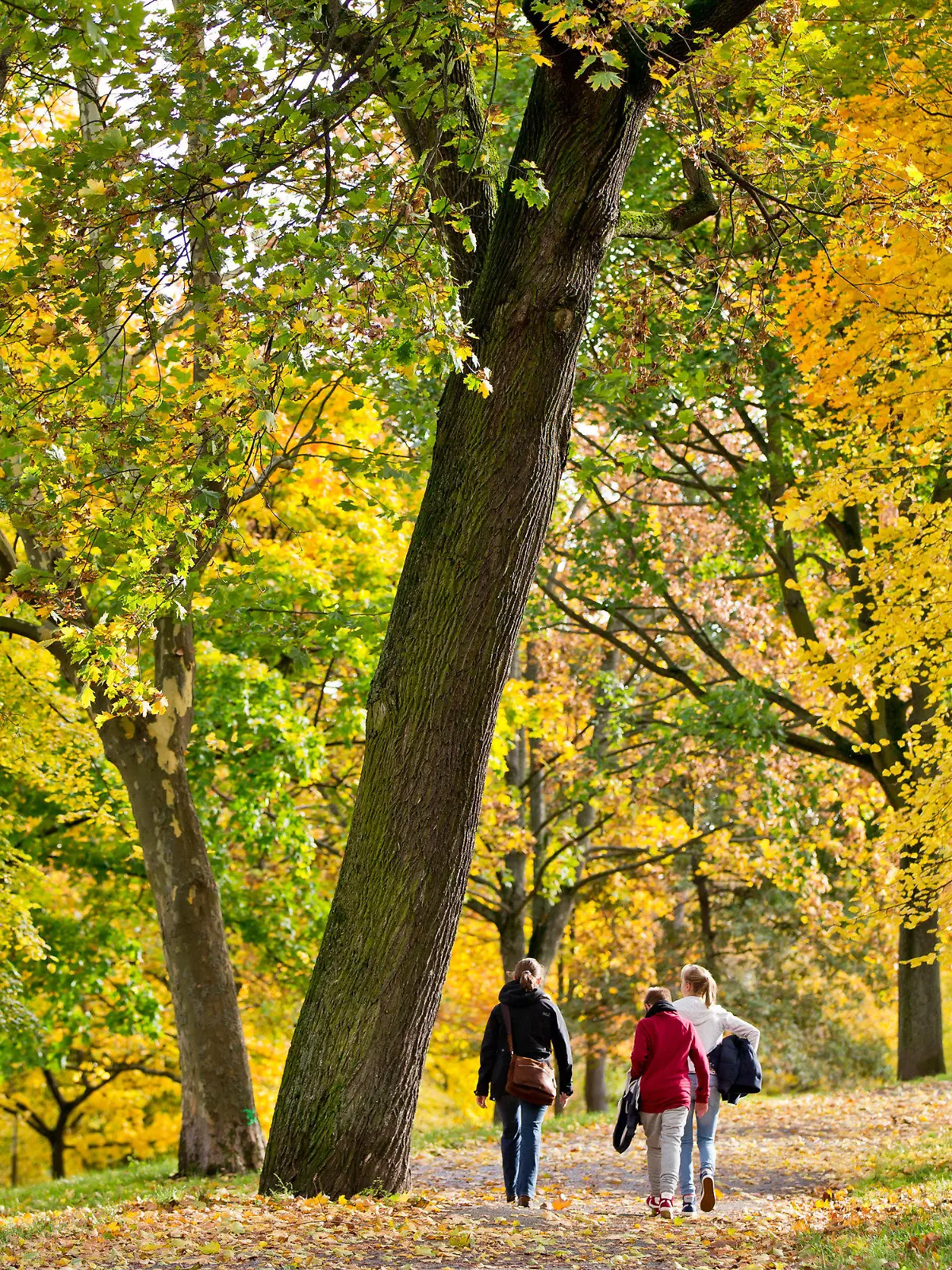 Drei junge Frauen gehen am 17.10.2013 in Nürnberg (Bayern) unter herbstlich gefärbten Bäumen entlang. Foto: Daniel Karmann/dpa +++(c) dpa - Bildfunk+++