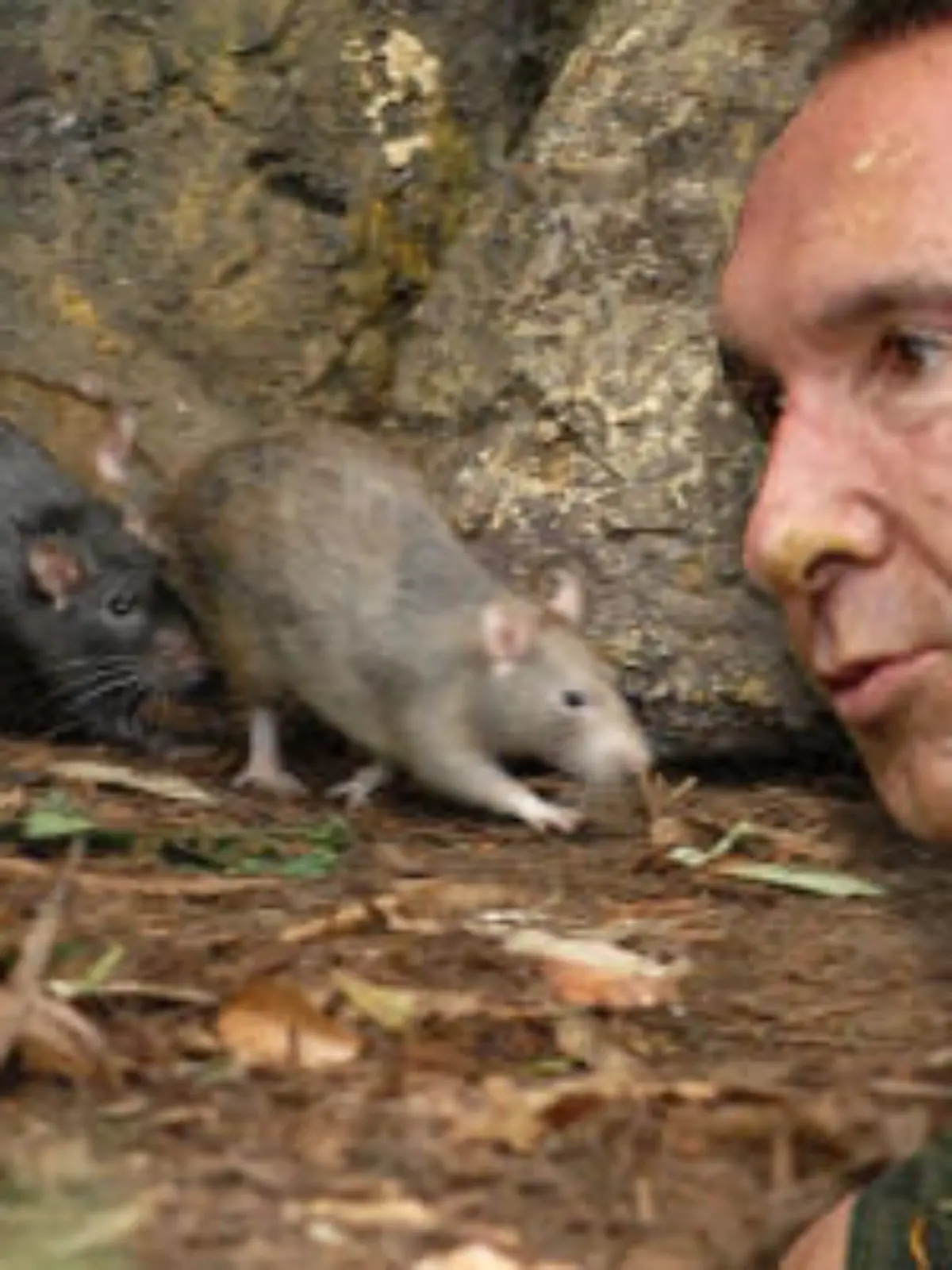 2014-01-29 174833 IBES Dauerauftrag Teaser 33000 jochen ratten aufmacher 2