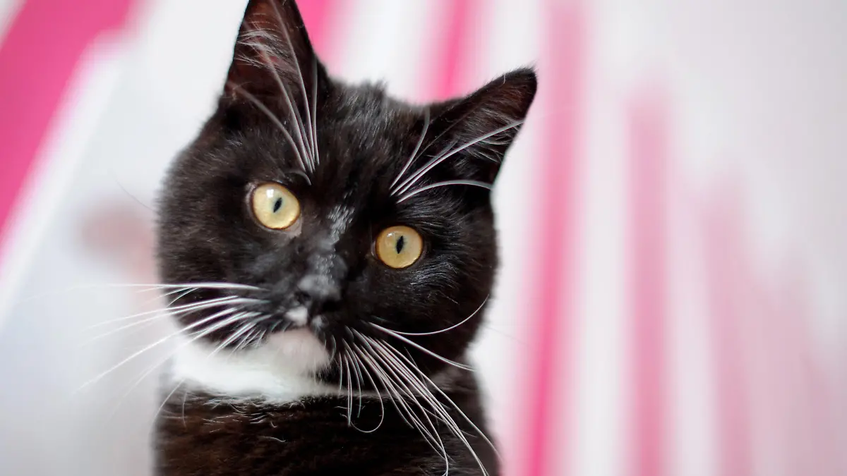 Ein schwarzer Kater (Felis silvestris catus).