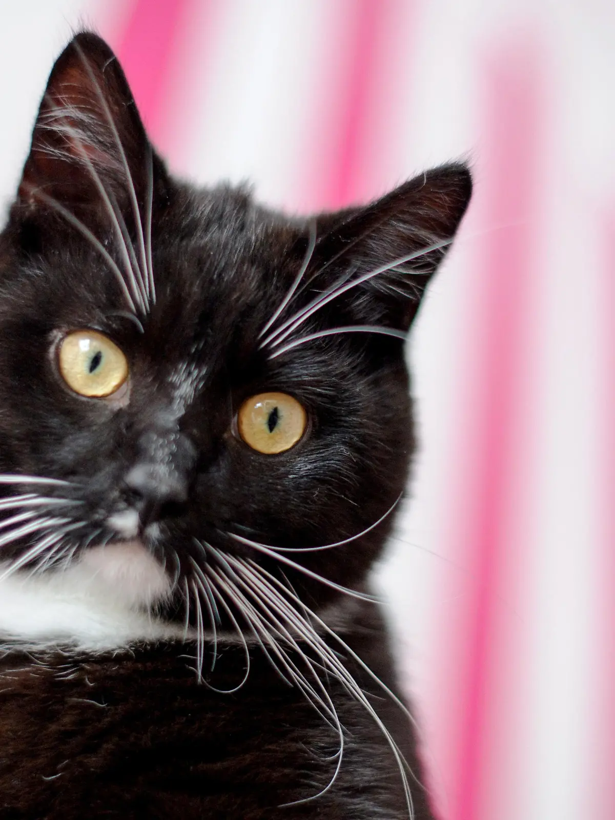 Ein schwarzer Kater (Felis silvestris catus).
