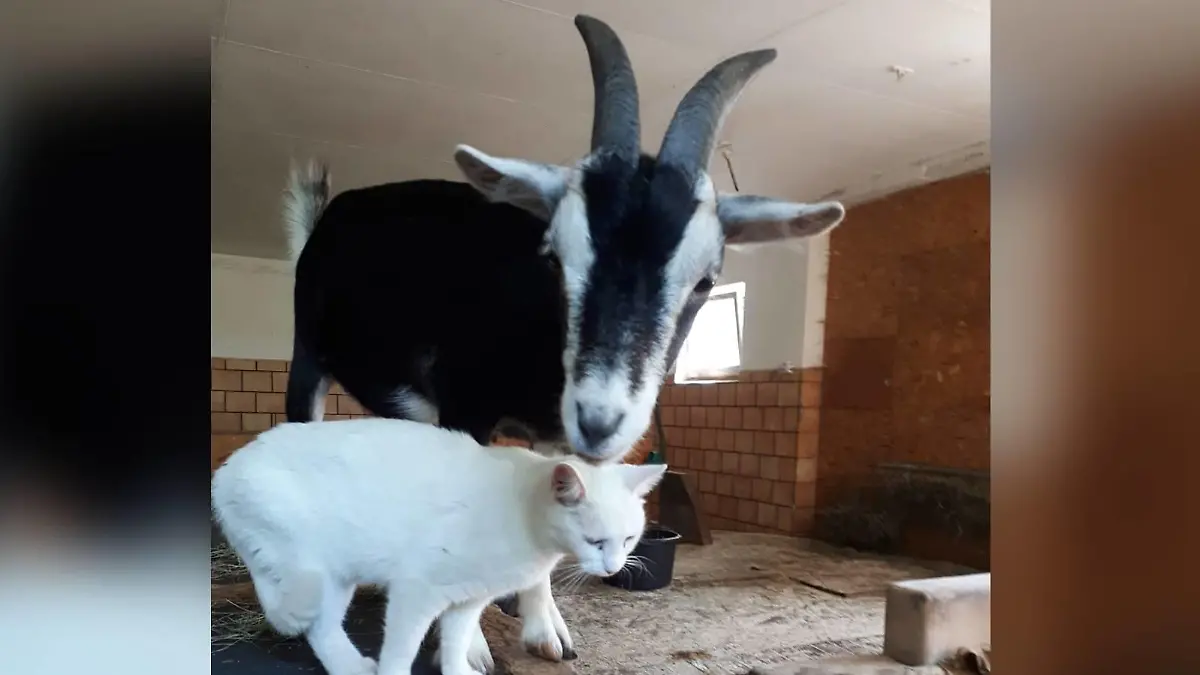 Eveline Treischls Tiere vom Gnadenhof "Unsere Zickenfarm."