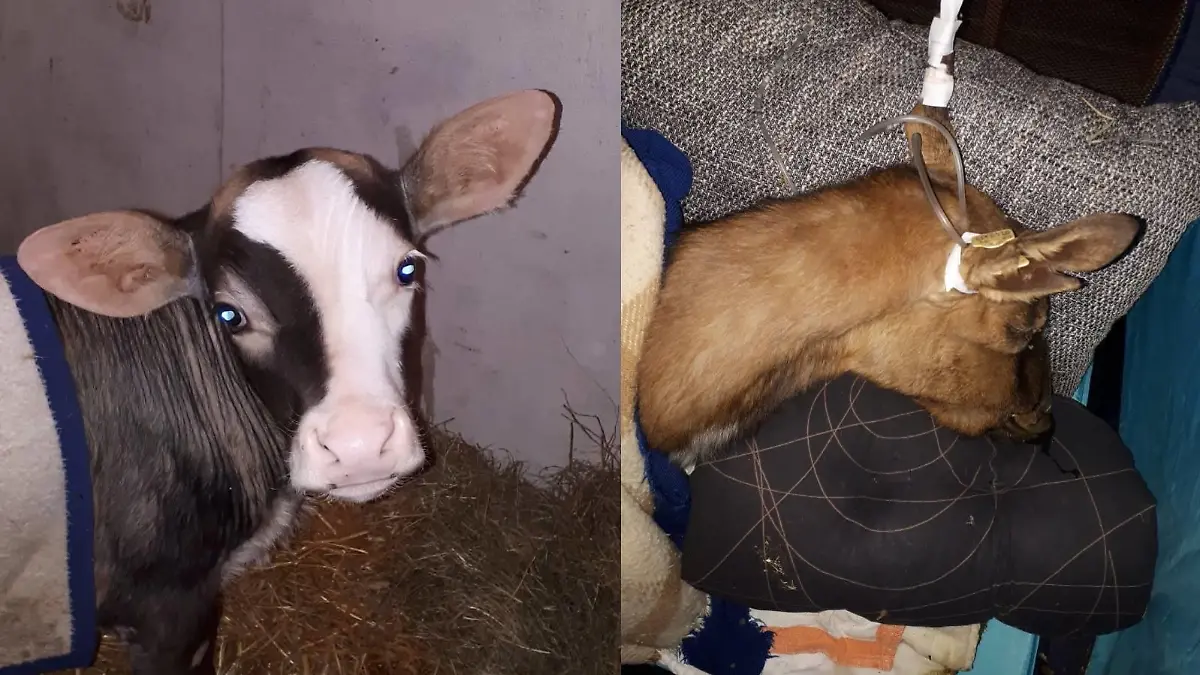 Eveline Treischl Gnadenhof "Zickenfarm".