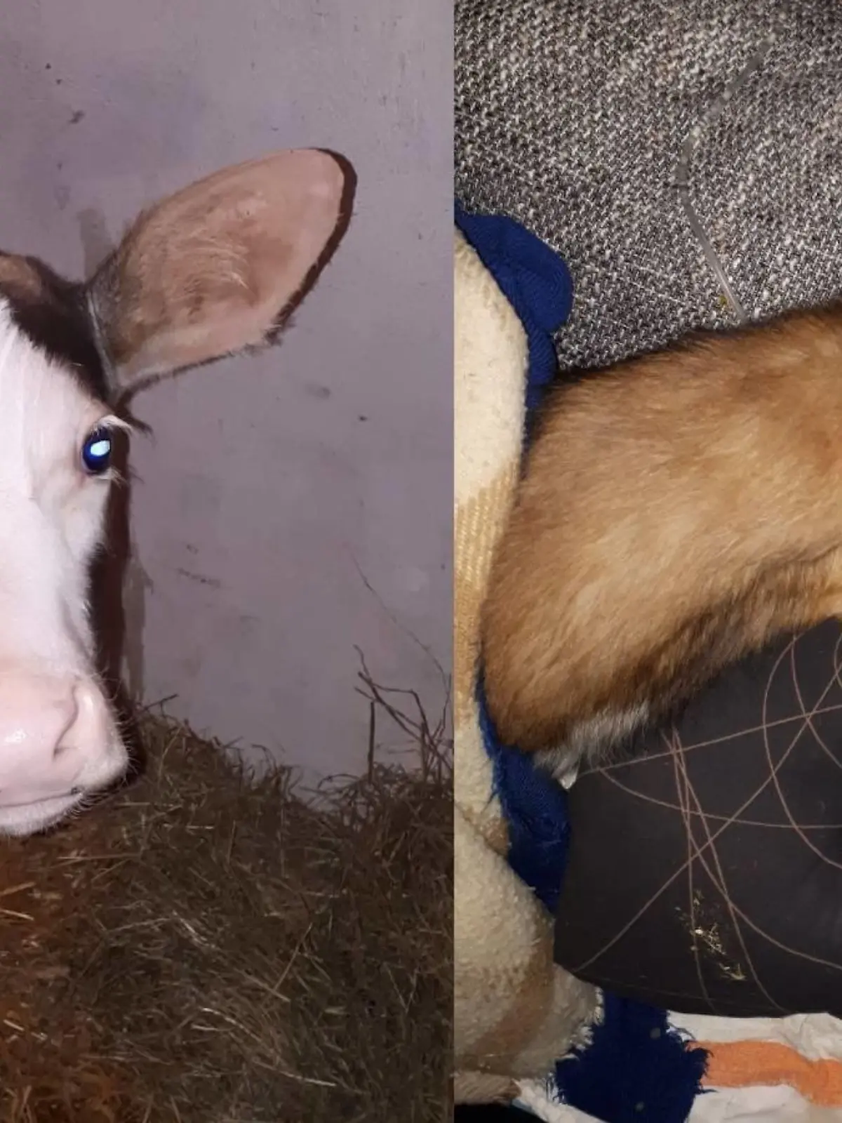 Eveline Treischl Gnadenhof "Zickenfarm".