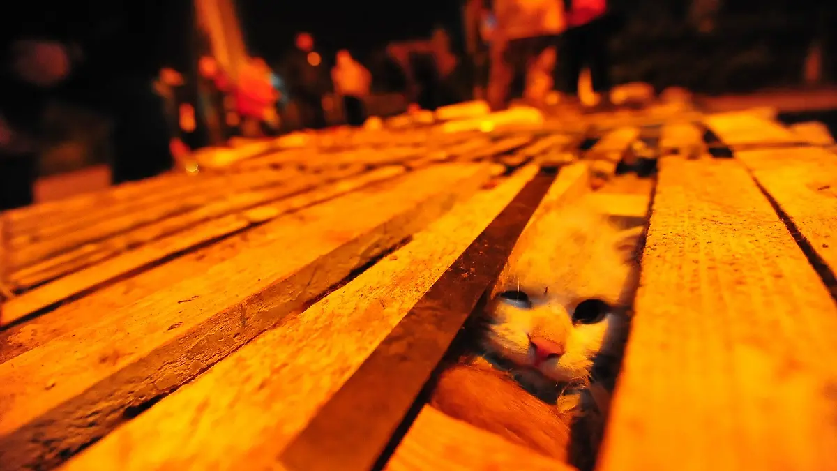 ©ChinaFotoPress/MAXPPP - CHANGSHA, CHINA - JANUARY 14: (CHINA OUT) Cages of cats are seen on a road on January 14, 2013 in Changsha County, Hunan Province of China. A truck carrying hundreds of cats had an accident on Monday, causing the cats were stranded on the road for nearly one day. Some local residents heard the news and drove to the accident site with food and water. Some cats in the truck were already dead. The surviving cats have been sent to Changsha Small Animal Protection Association. The cats probably were sent to Guangdong to sell. (Photo by Guo Liliang/ChinaFotoPress)***_***435394690
