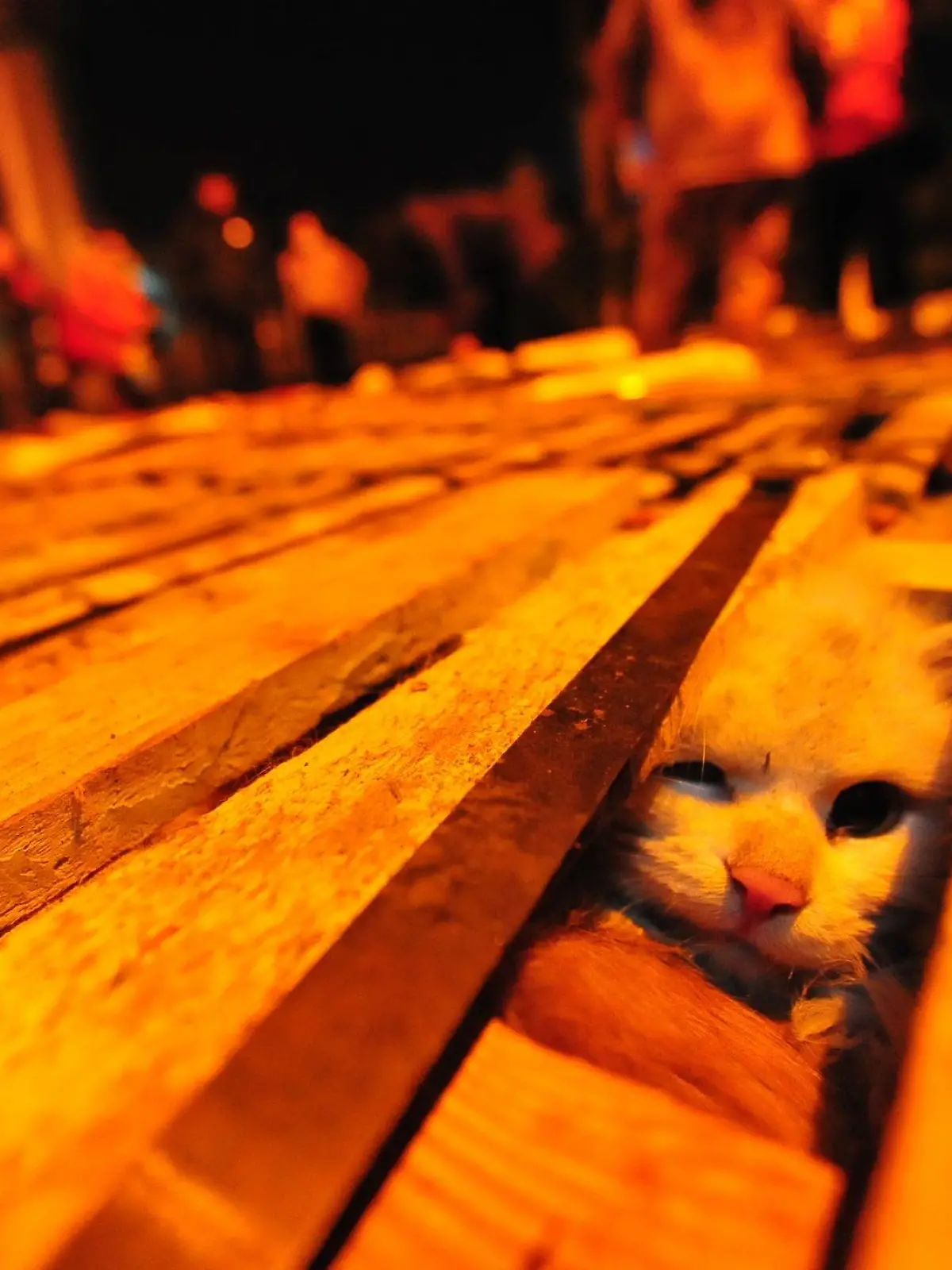 ©ChinaFotoPress/MAXPPP - CHANGSHA, CHINA - JANUARY 14: (CHINA OUT) Cages of cats are seen on a road on January 14, 2013 in Changsha County, Hunan Province of China. A truck carrying hundreds of cats had an accident on Monday, causing the cats were stranded on the road for nearly one day. Some local residents heard the news and drove to the accident site with food and water. Some cats in the truck were already dead. The surviving cats have been sent to Changsha Small Animal Protection Association. The cats probably were sent to Guangdong to sell. (Photo by Guo Liliang/ChinaFotoPress)***_***435394690