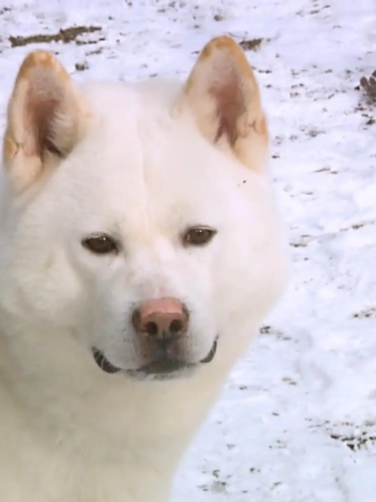 ER braucht viel Bewegung – denn toben, spielen und laufen sind für den flauschigen Eiki das aller Größte! Aktuell lebt der Akita Inu Rüde im Nürnberger Tierheim, indem auch seine Pflegerin den charakterstarken Hund bereits ins Herz geschlossen hat. Bisher durfte Eiki jedoch noch nie im Haus leben und konnte noch nicht das Zuhause finden, das ihm gerecht wird. Deshalb sucht er jetzt eine neue liebevolle Familie, in der er Anschluss finden kann. Hier können Sie Eiki näher kennenlernen.