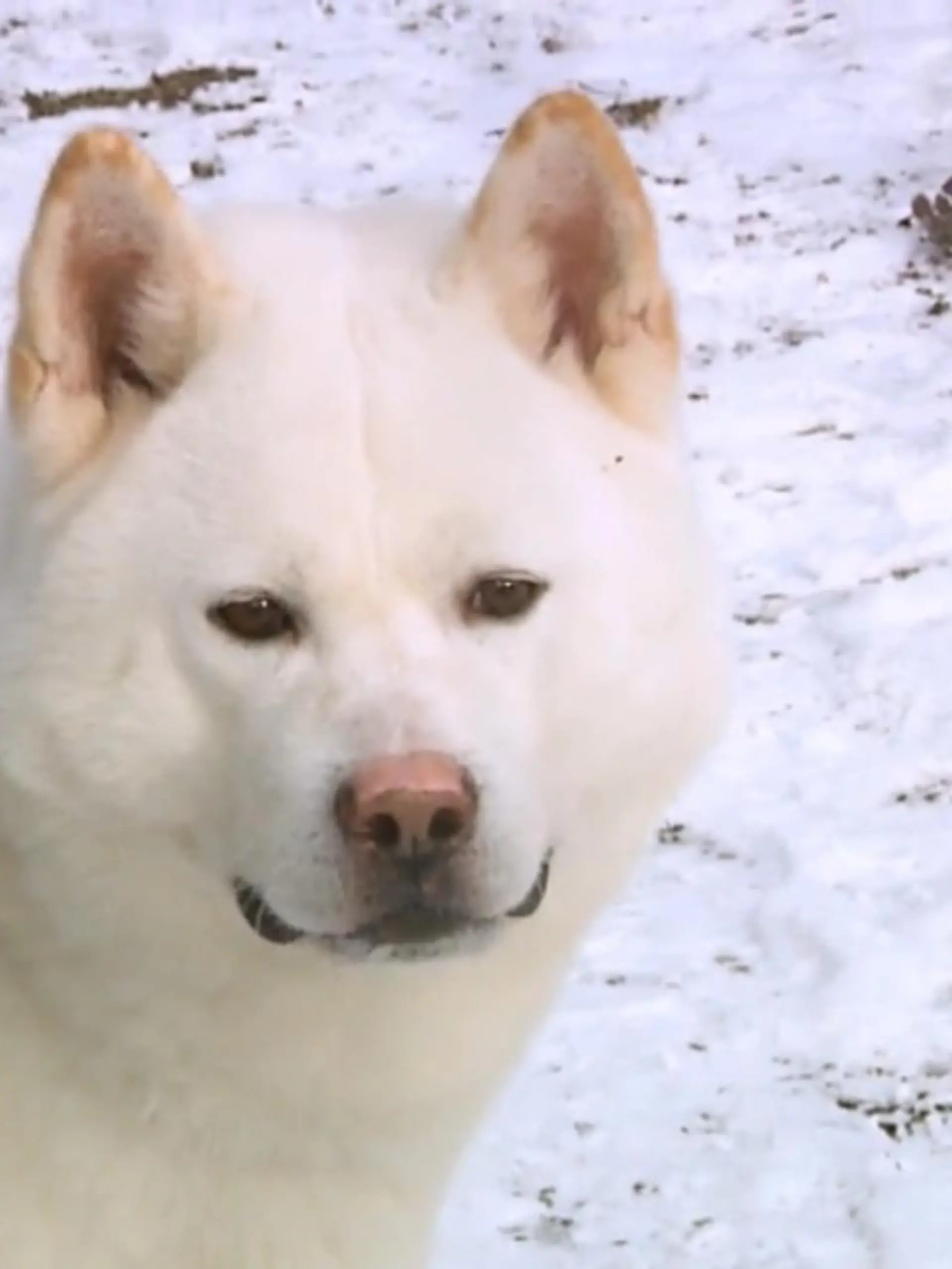 ER braucht viel Bewegung – denn toben, spielen und laufen sind für den flauschigen Eiki das aller Größte! Aktuell lebt der Akita Inu Rüde im Nürnberger Tierheim, indem auch seine Pflegerin den charakterstarken Hund bereits ins Herz geschlossen hat. Bisher durfte Eiki jedoch noch nie im Haus leben und konnte noch nicht das Zuhause finden, das ihm gerecht wird. Deshalb sucht er jetzt eine neue liebevolle Familie, in der er Anschluss finden kann. Hier können Sie Eiki näher kennenlernen.