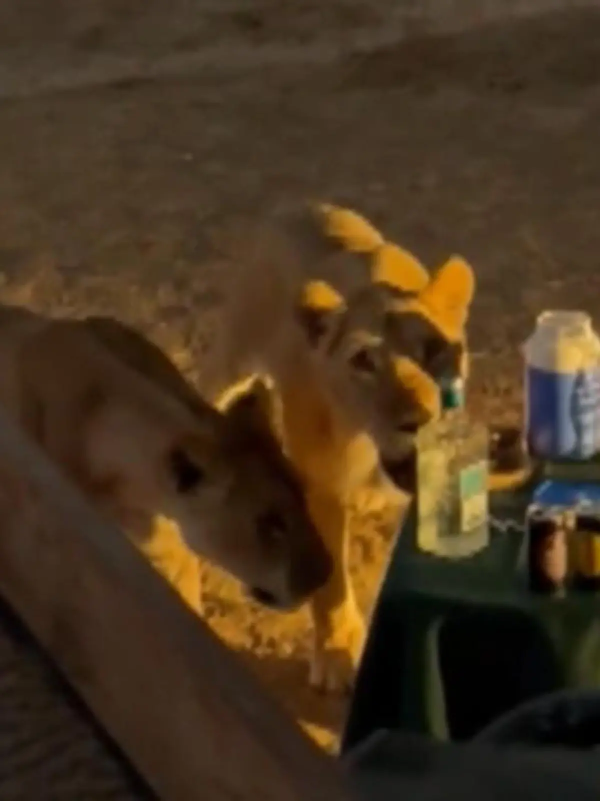 Und zack - da waren die Drinks dahin. Dieses Löwenrudel hatte offenbar Lust auf ein Erfrischungsgetränk und genehmigte sich das abendliche Picknick einer Touristengruppe – samt Tisch. Wir zeigen den Moment im Video.