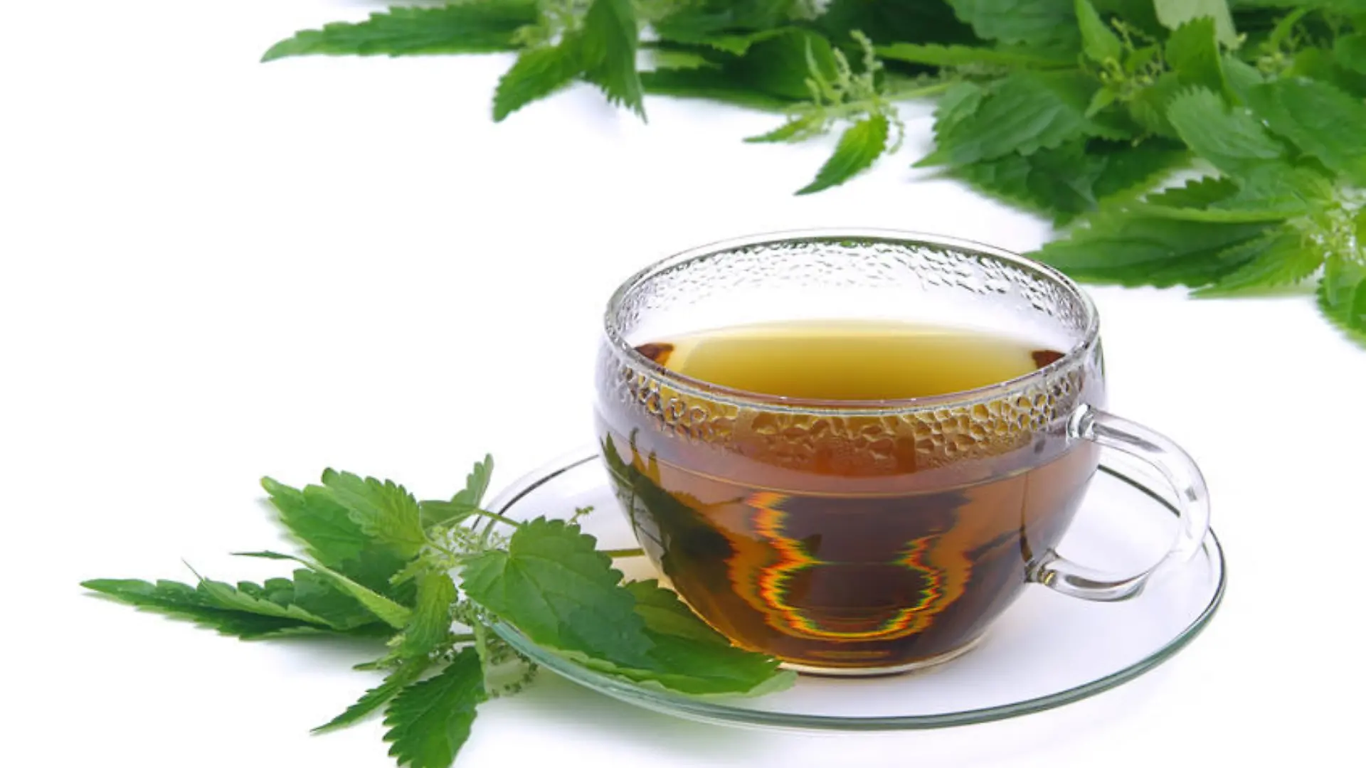 Tee Brennessel - tea nettle 01