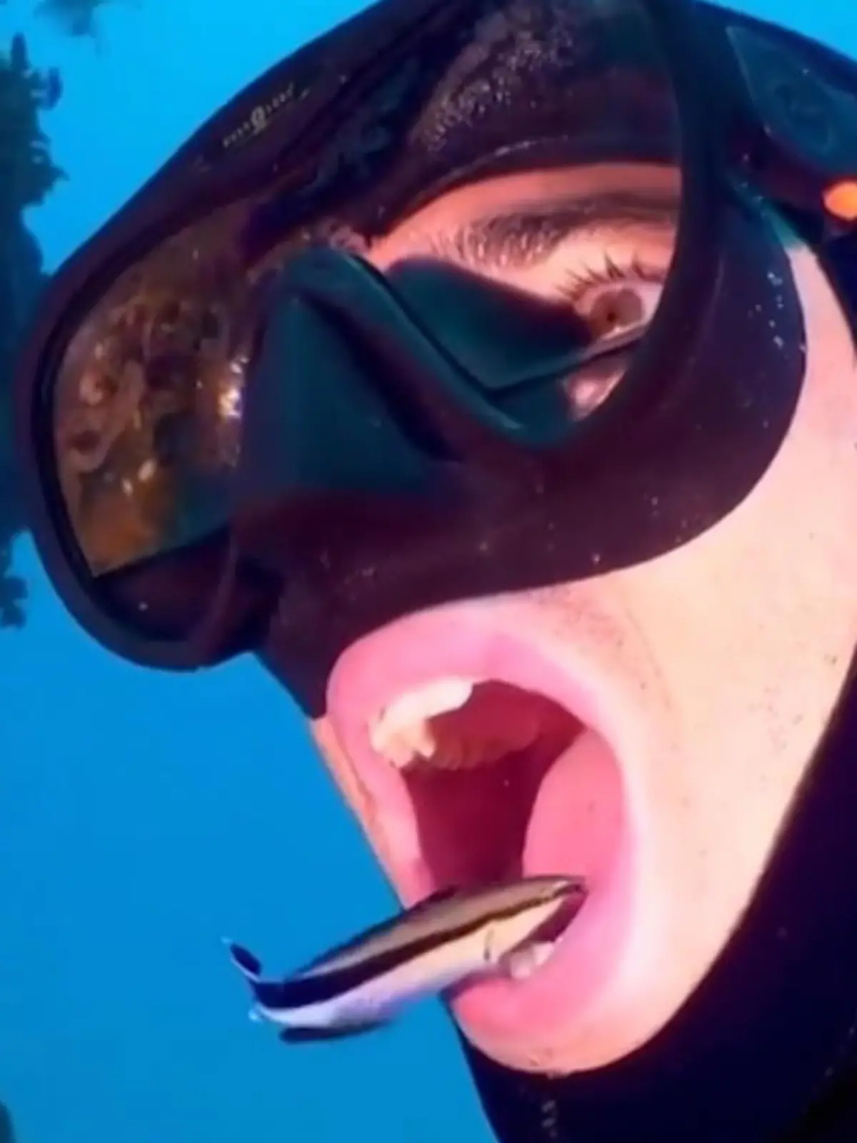 Dieser Mann lässt sich beim Tauchen im roten Meer kurz den Mundraum reinigen.
Passender könnte der Name für die kleinen Helfer übrigens nicht sein: Das hier ist ein Putzerlippfisch!