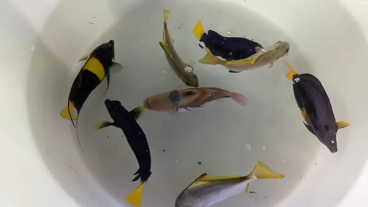 Gerettete Salzwasserfische sind im Berliner Zoo aufgenommen worden.