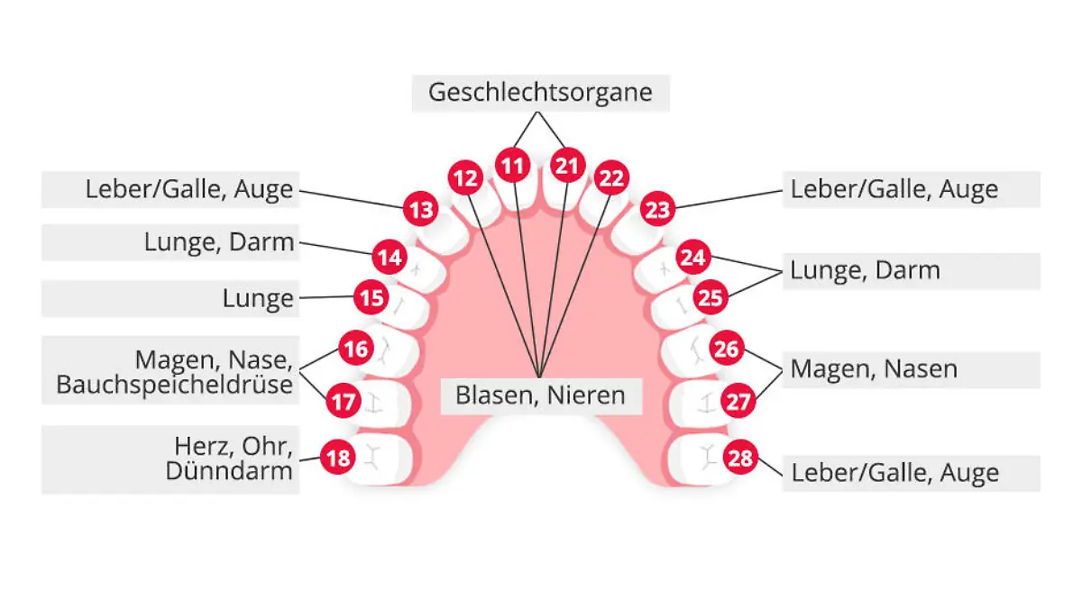 Zahn-Organ-Beziehungen