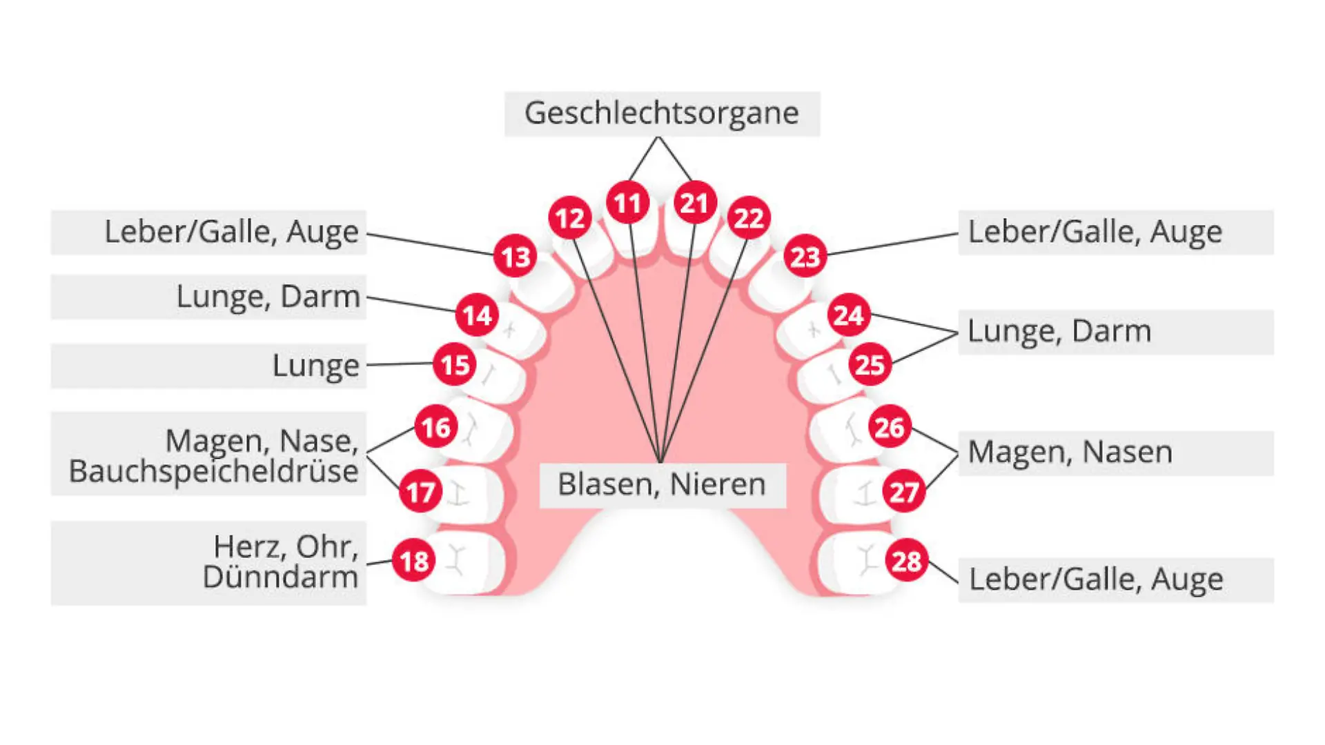 Zahn-Organ-Beziehungen