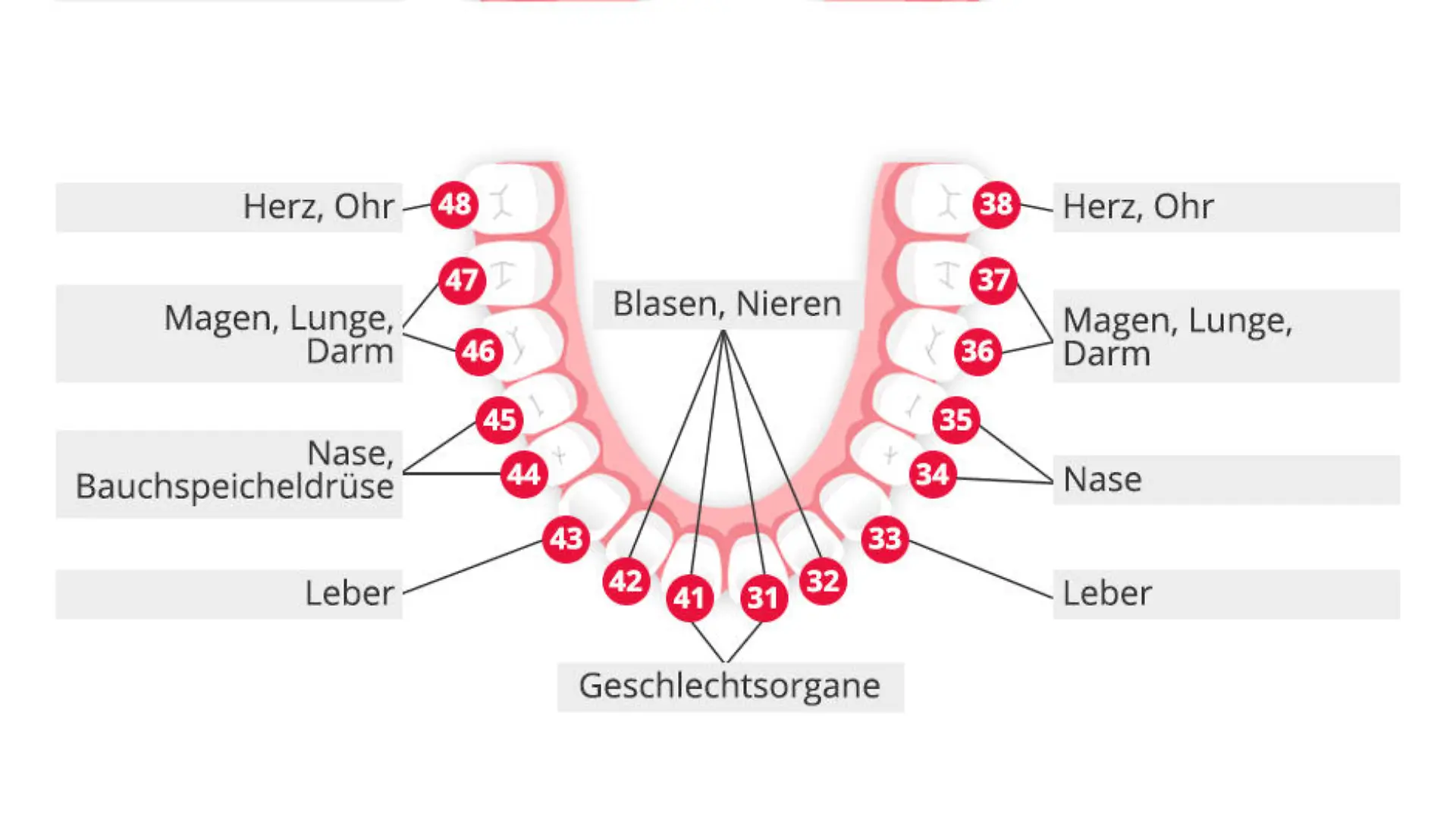 Zahn-Organ-Beziehungen