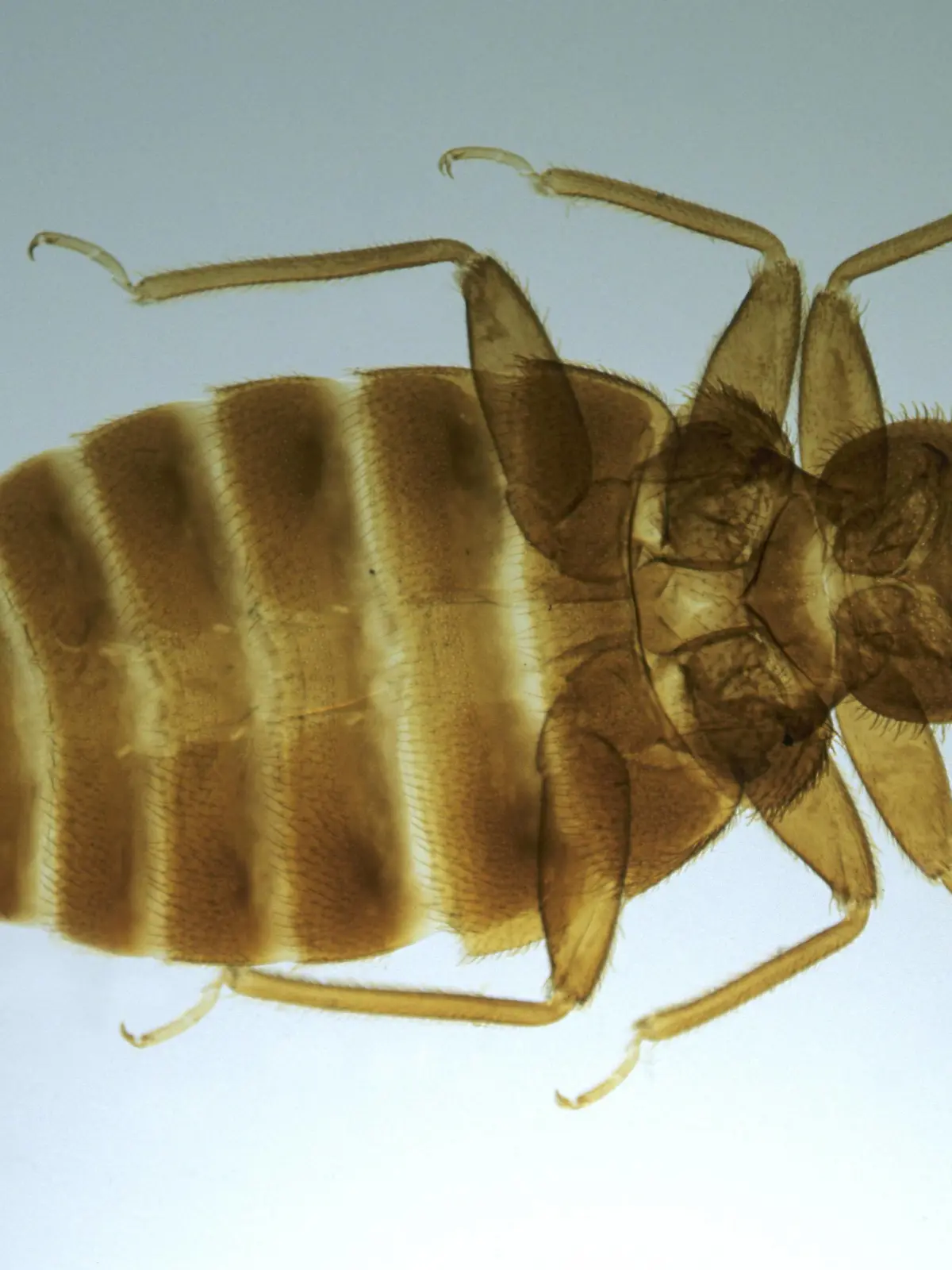 Gemeine Bettwanze, Bettwanze, Bett-Wanze, Hauswanze, Haus-Wanze (Cimex lectularius), im Durchlichtmikroskop | Bedbug, Common bedbug, Wall-louse (Cimex lectularius), optical microscope picture