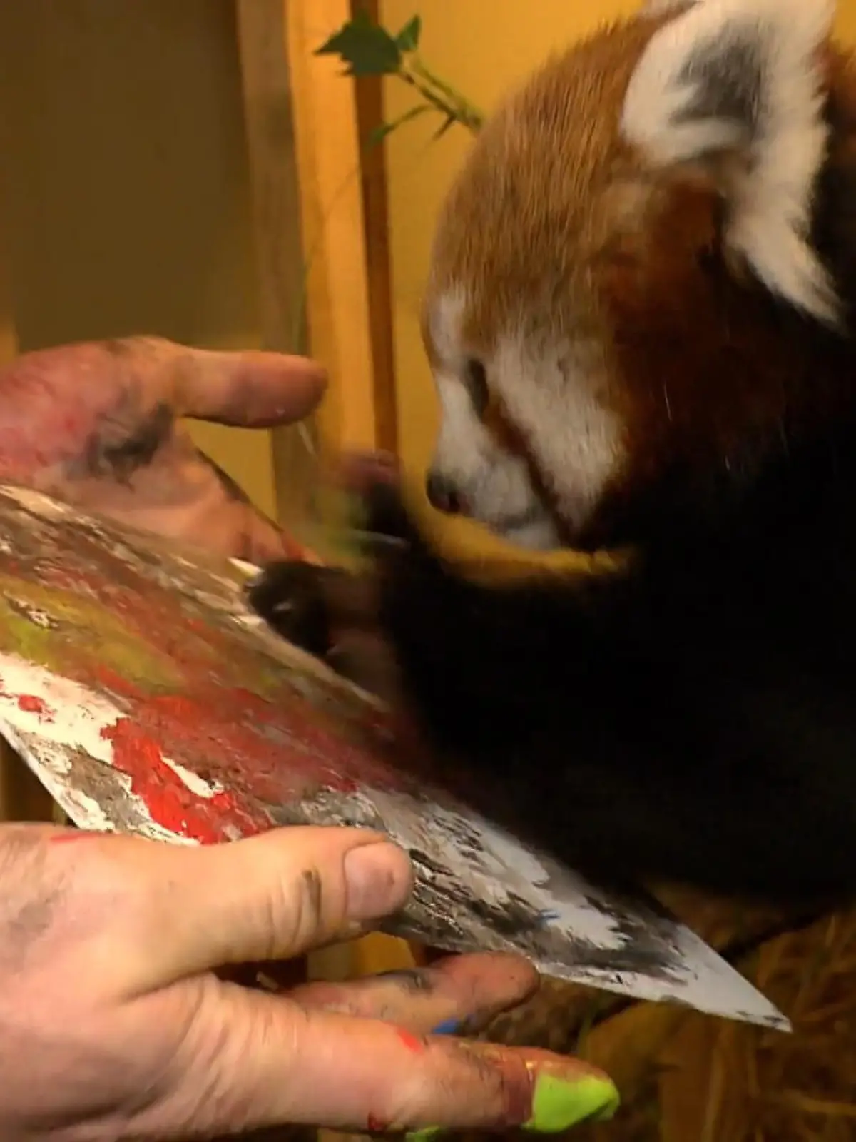 Bild zu: "Panda malt Bilder"