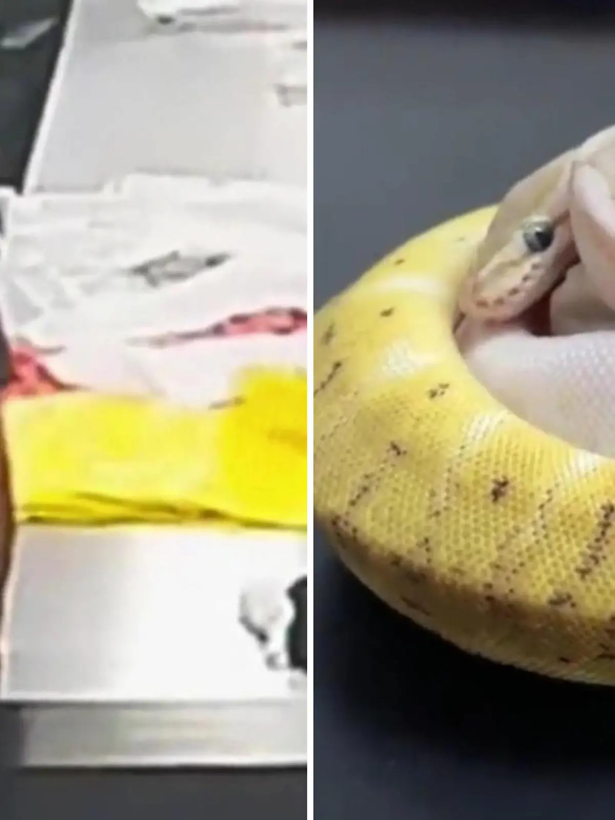 Ein Mann hat versucht, lebende Schlangen am Zoll vorbeizuschmuggeln. Doch die Beamten kontrollierten ihn und fanden die Tiere, die in Strümpfe verpackt waren. Welche Schlangen gefunden wurden, sehen Sie im Video.