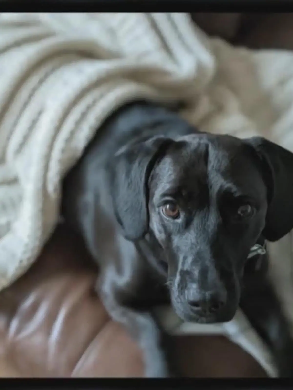 Es ist die Horror-Vorstellung für jeden Hundebesitzer: Madison M. wollte zusammen mit ihrem Labrador-Dackel-Mischling von London nach Nashville fliegen – doch die kleine Bluebell kam nie in Amerika an. Erst drei Tage später konnte sie ihre geliebte Fellschnauze wieder in die Arme schließen. Aber Bluebell war nicht mehr dieselbe. Mehr dazu im Video.