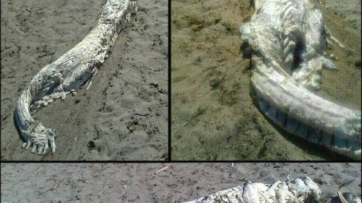 epa03827172 A combined picture handout provided by Spanish Civil Protection on 16 August 2013 shows an yet unidentified fish found on 16 August by the inhabitants of Villaricos village in Almeria, Spain. The fish of four to five meters lenght is in an advanced state of decomposition. EPA/MARIA SANCHEZ / HANDOUT HANDOUT EDITORIAL USE ONLY/NO SALES +++(c) dpa - Bildfunk+++