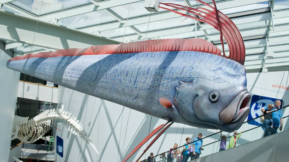 Ein Riemenfisch hängt am 10.07.2013 in der Ausstellung des Meeresmuseum "Ozeaneum" im Hafen von Stralsund (Mecklenburg-Vorpommern). Am 10.07.2013 startet eine fünftägige Geburtstagsparty zum fünfjährigen Bestehen des Ozeaneums, das seit der Eröffnung am 11. Juli 2008 von rund 3,6 Millionen Gästen besucht wurde. Foto: Stefan Sauer dpa +++(c) dpa - Bildfunk+++