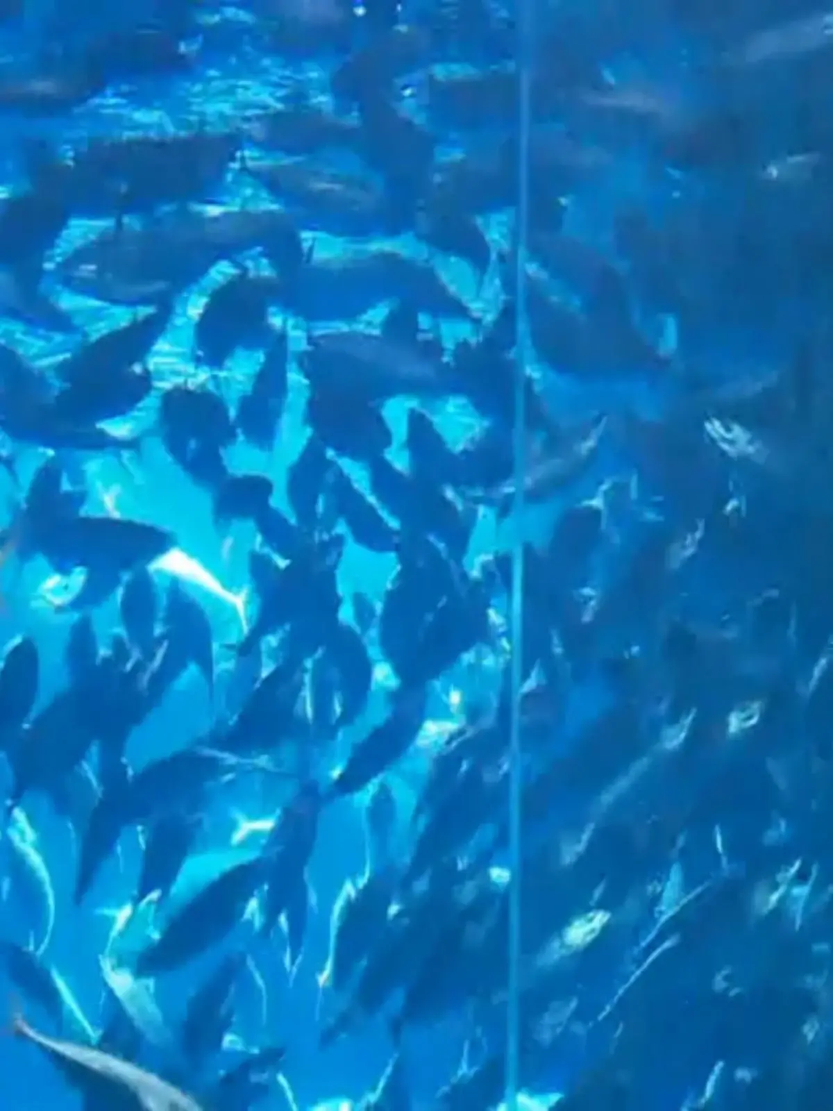 1500 Fische waren im Berliner Aquadom, als das riesige Rundbecken geplatzt ist. Etwa 200 von ihnen haben überlebt, doch der Zustand von einigen ist immer noch kritisch. Die Ursache für die Glasexplosion wird weiter untersucht. Der Direktor vom Meeresmuseum Ozeaneum in Stralsund wundert sich derweil über das dünne Glas in Berlin und vergleicht die Wartung eines solchen Aquariums mit einer „Intensivstation.“