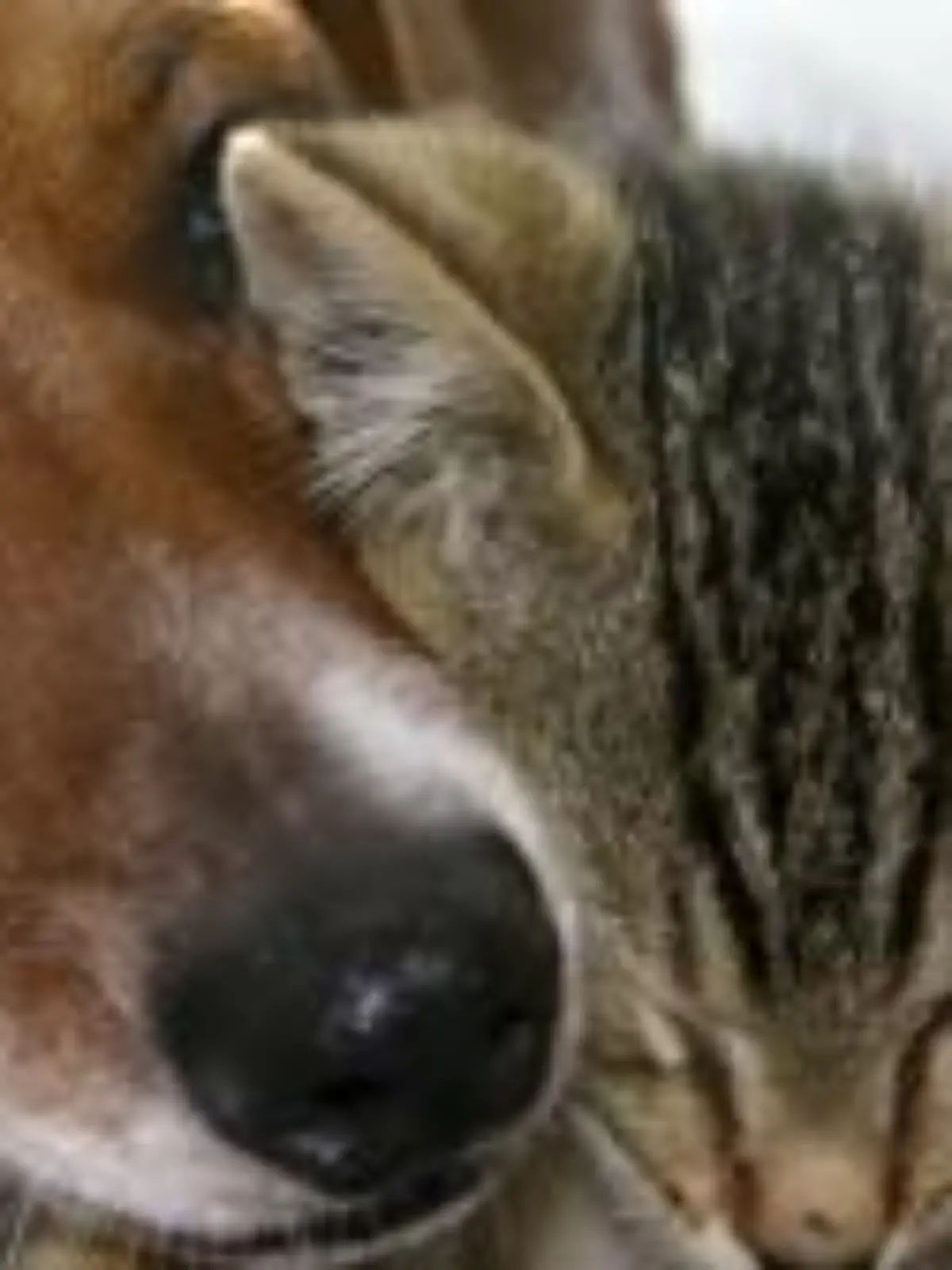 Was kostet ein Hund?