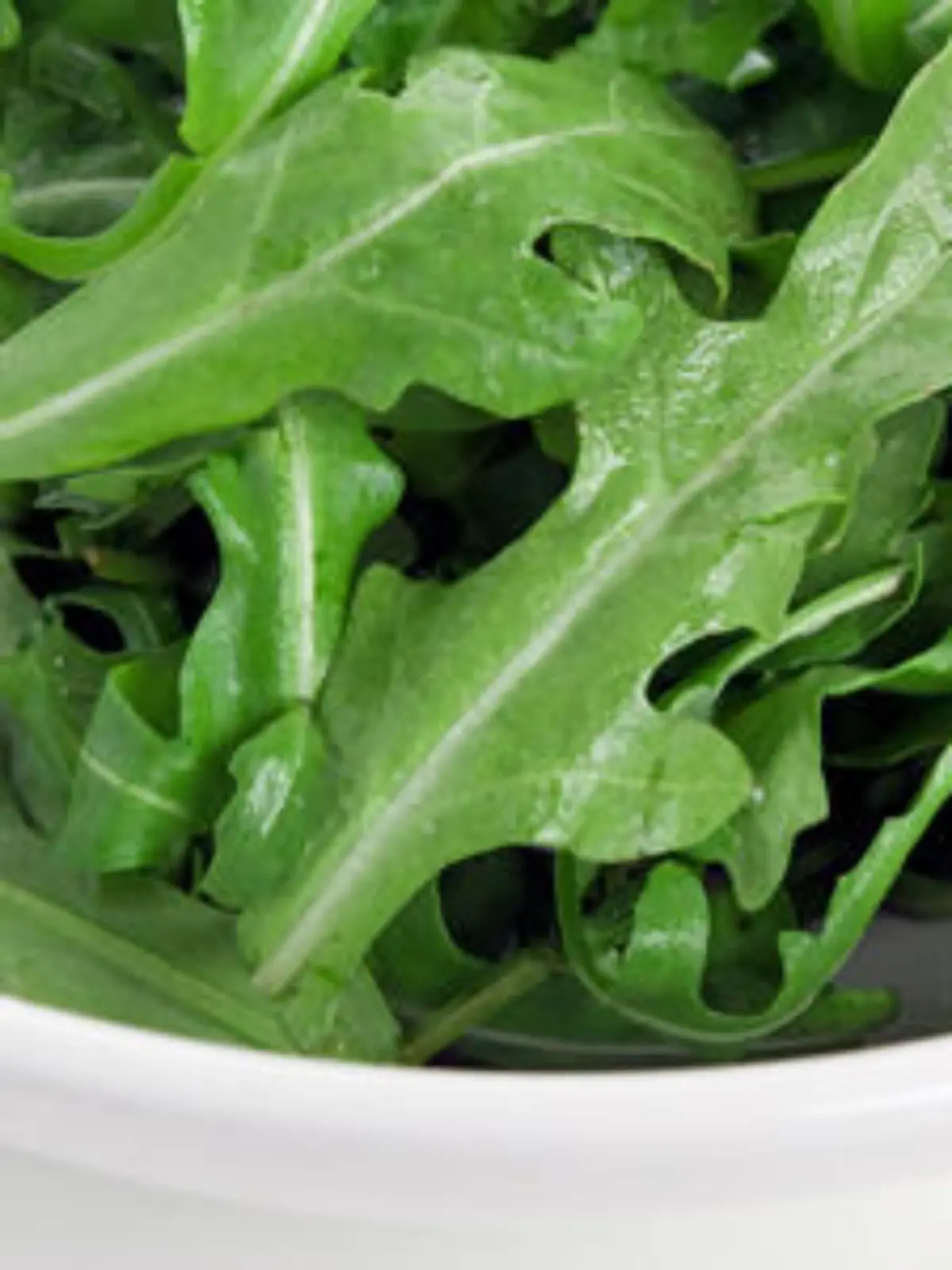 rucola 400 300