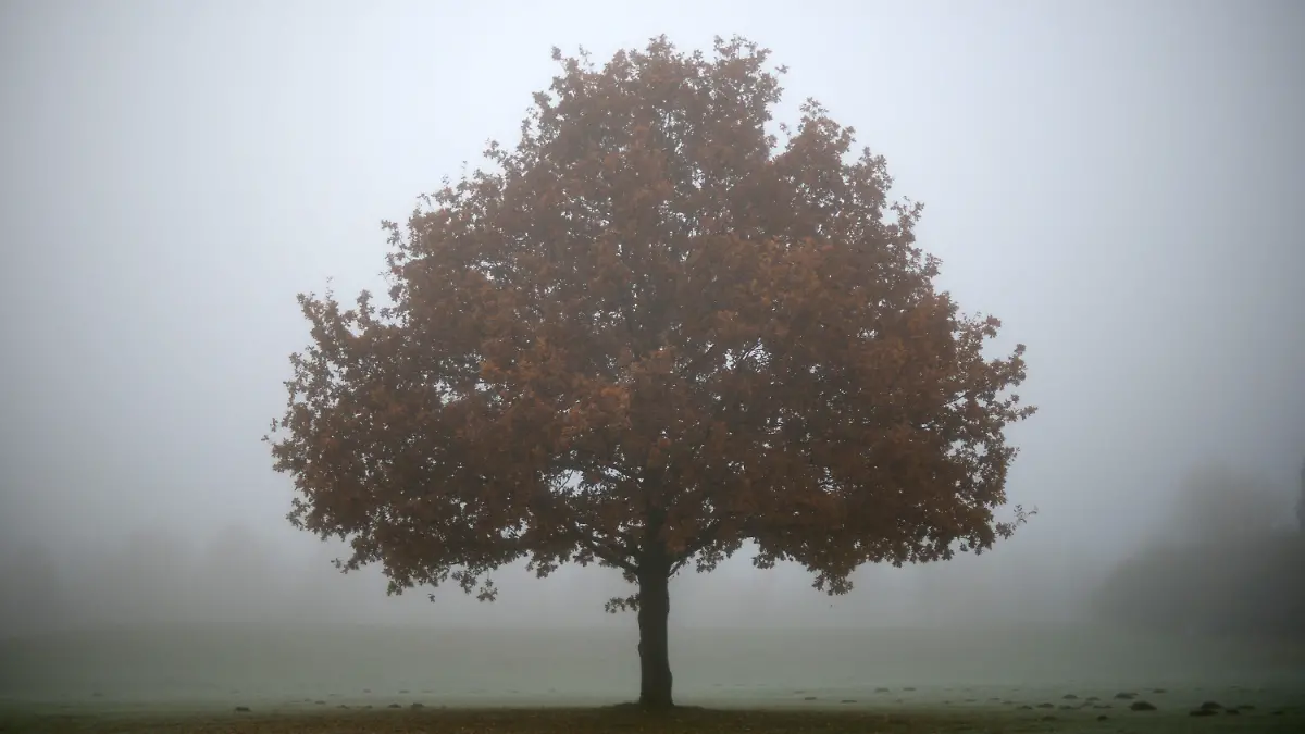 Nebel umhüllt eine Eiche am 14.11.2012 auf dem Bugagelände in Kassel. Foto: Uwe Zucchi/dpa  +++(c) dpa - Bildfunk+++